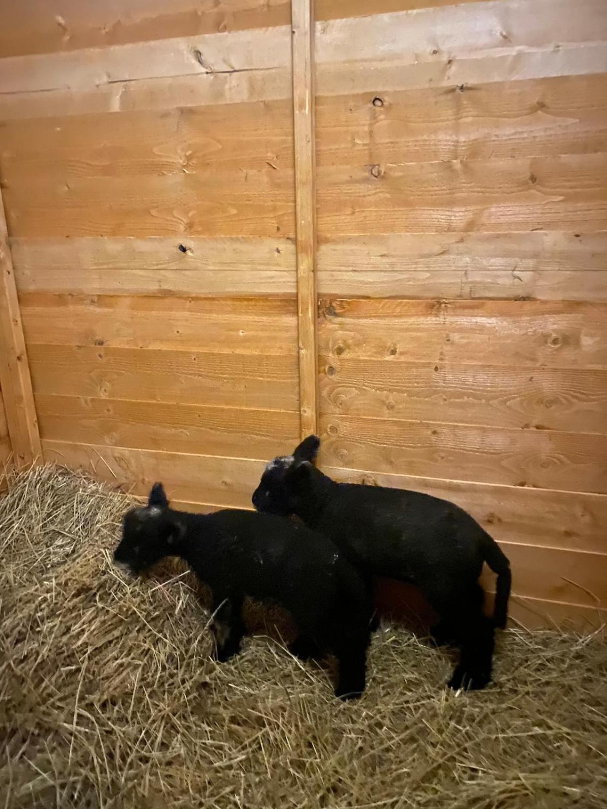 North Lodge Holiday Home, Hot Tub & Sauna