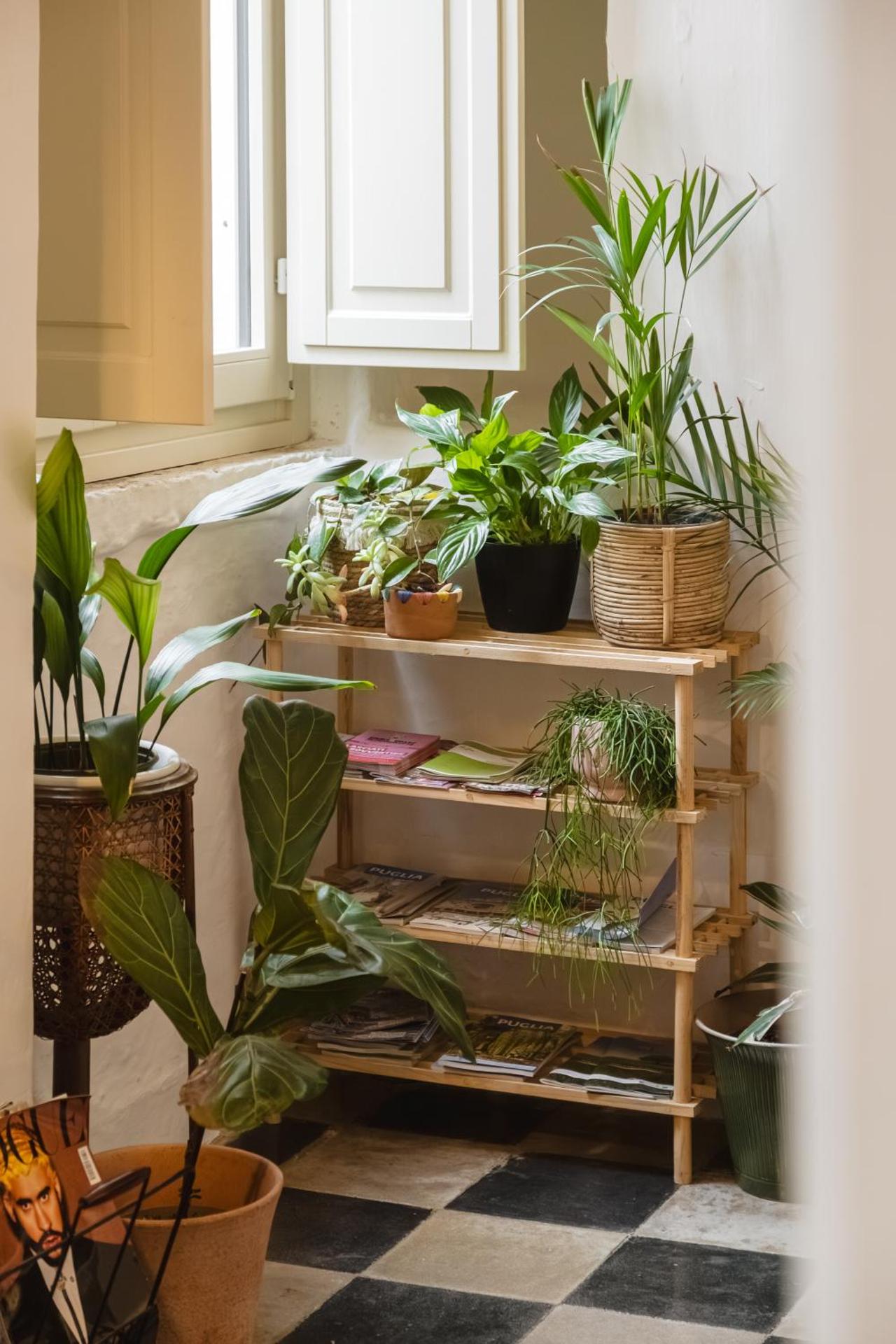 CALMAPIANTA home for green lovers