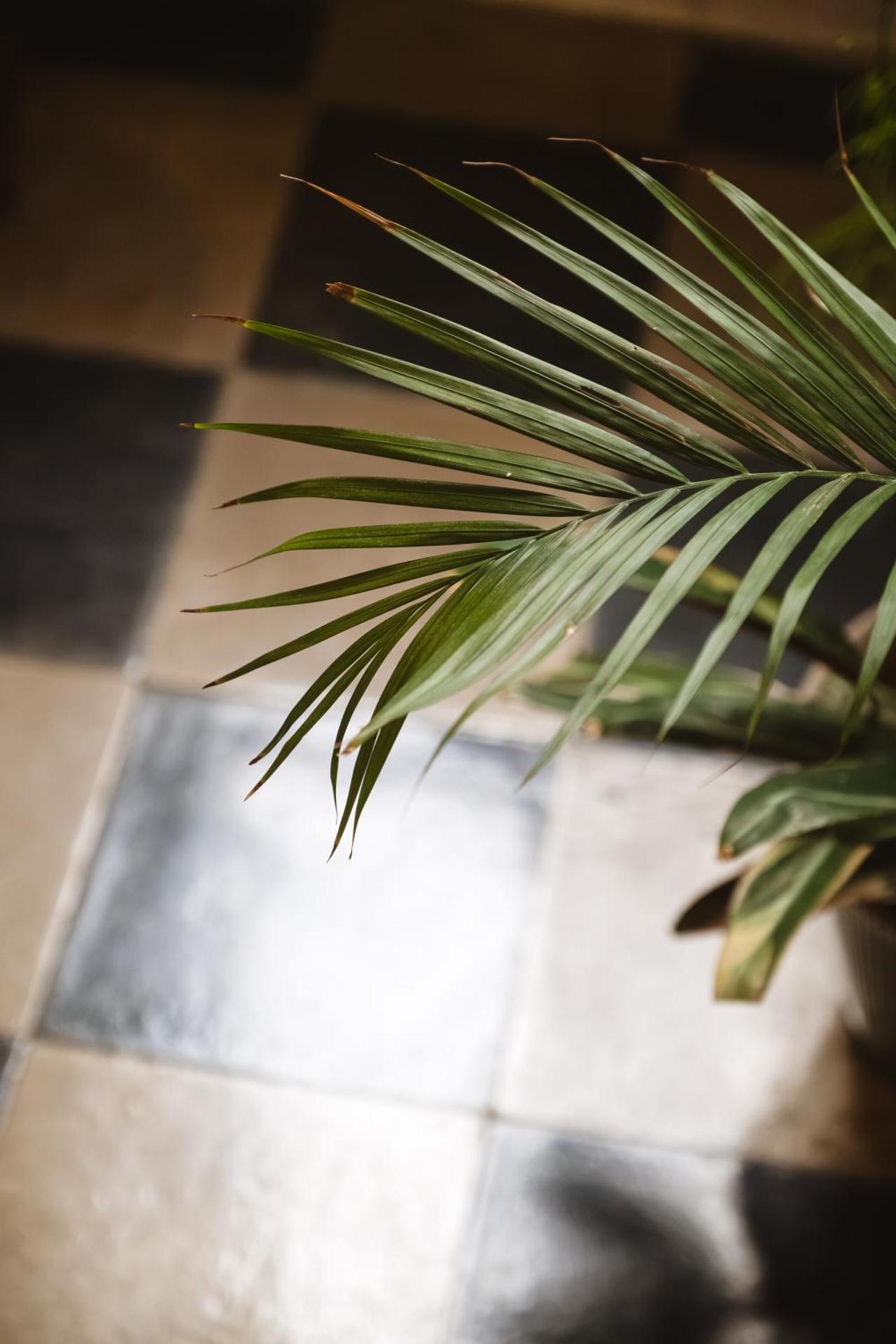 CALMAPIANTA home for green lovers