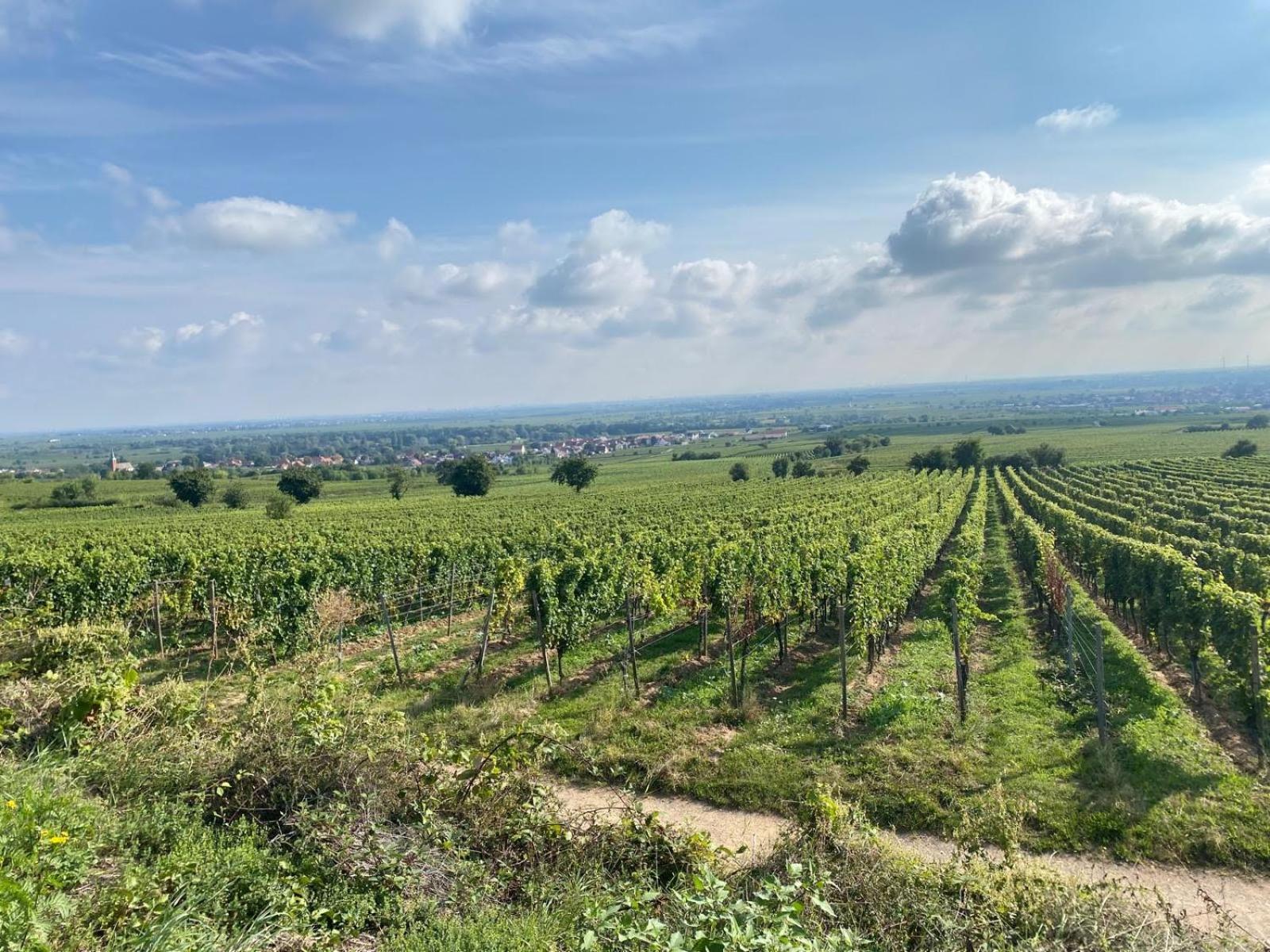 Neubau-Oase am Weinbergsrand