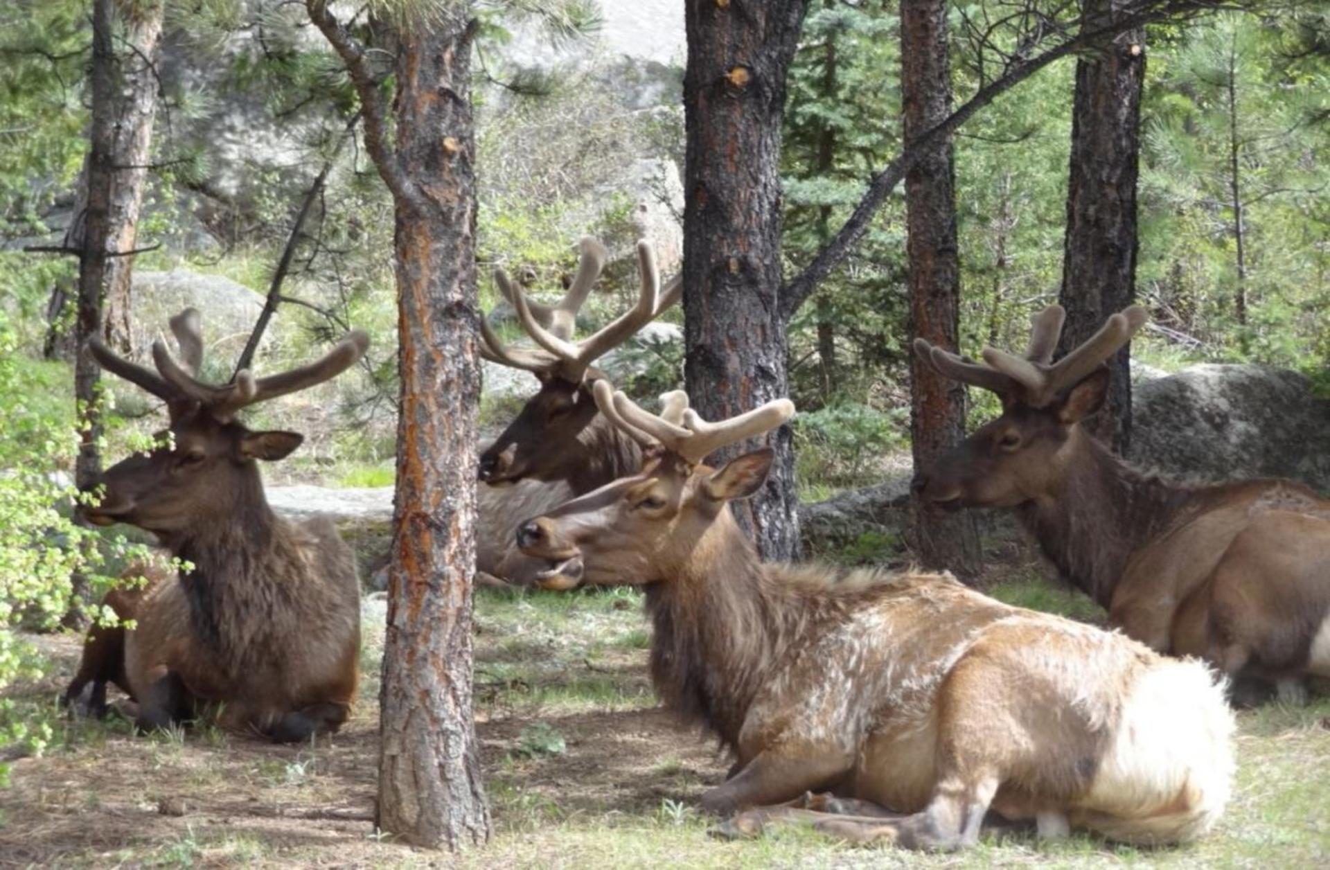 Stonebrook Resort - Adult Only