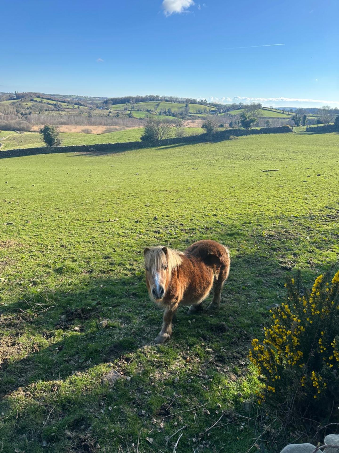 Luxury Sunrise Guest House County Down