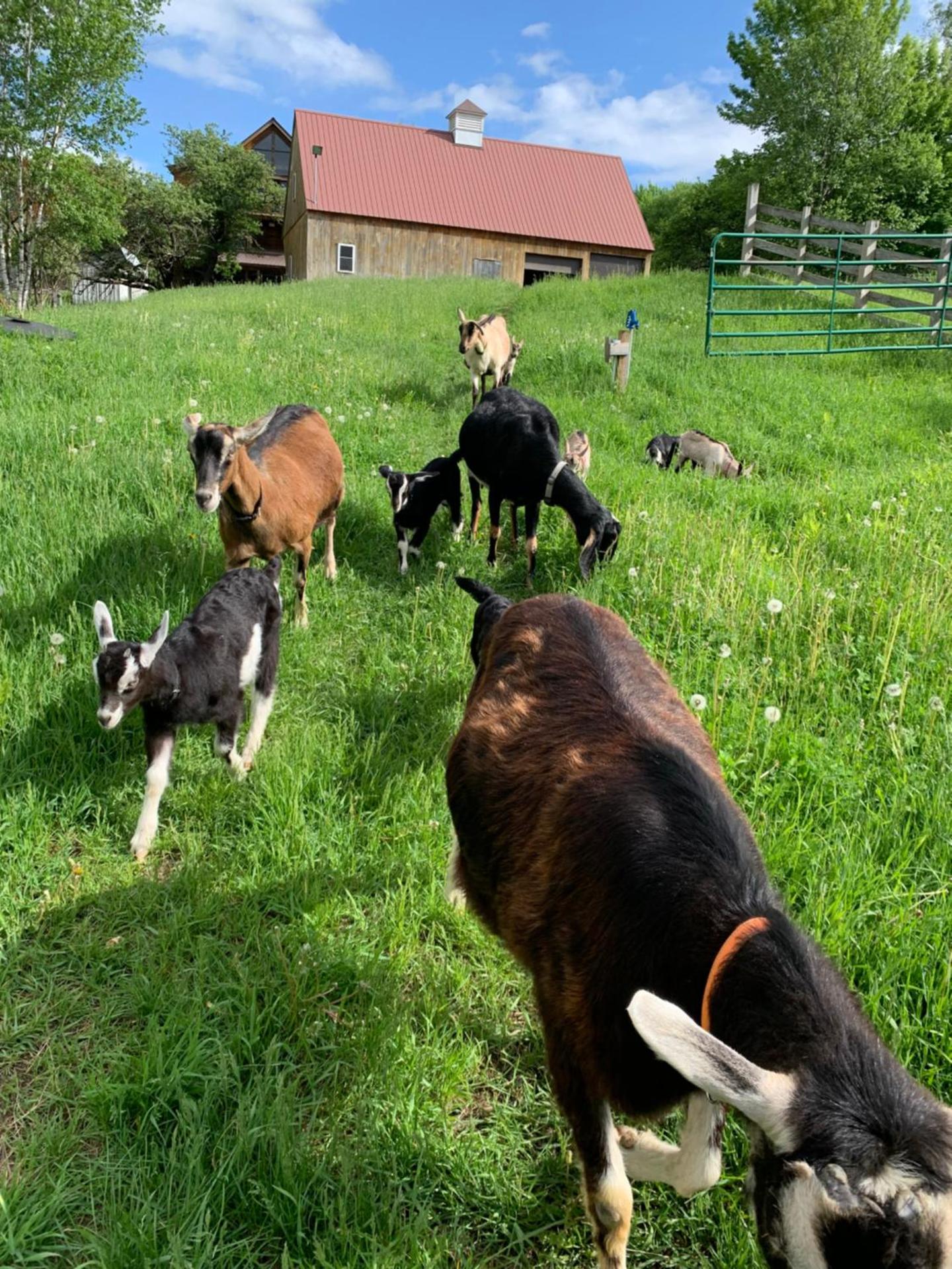 Charming barn loft - all amenities on 60 acre farm in the White Mountains of NH