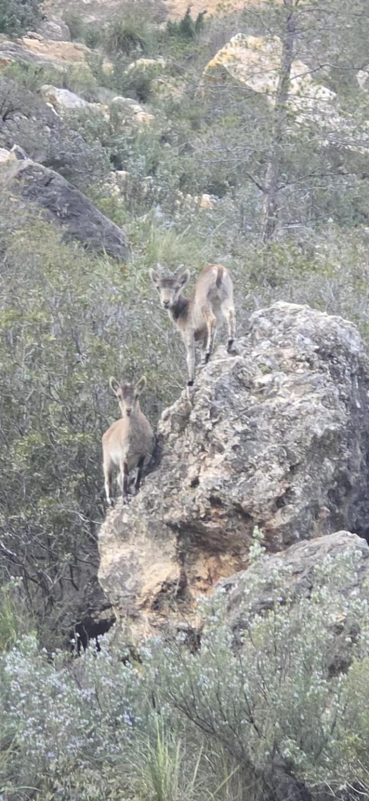 Casa rural La Libelula Ayna