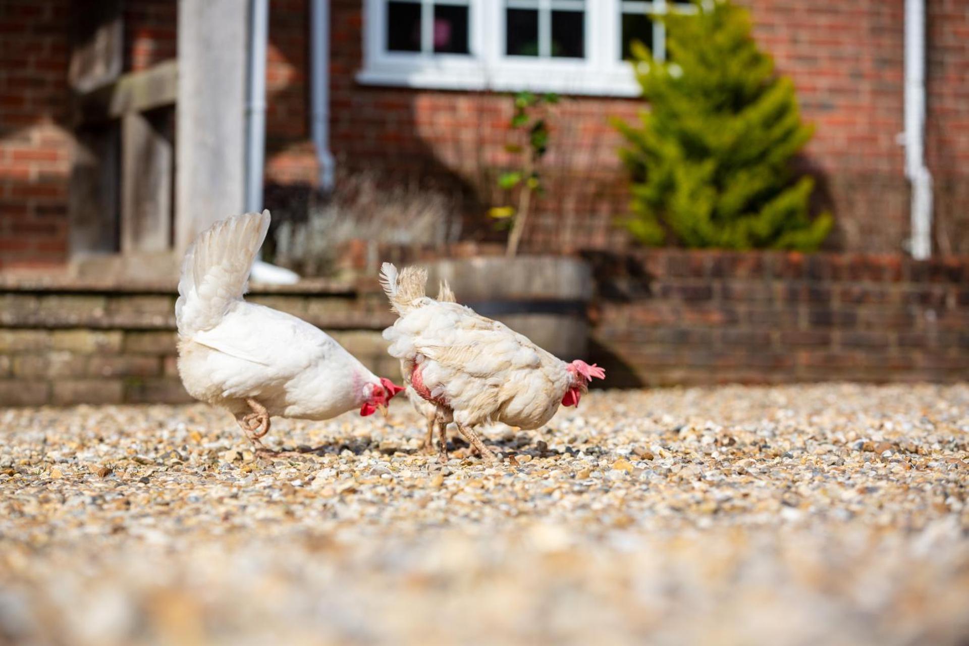 Langford farmhouse - New Forest National Park Luxury 4bd, hot tub, cinema, 10 acres