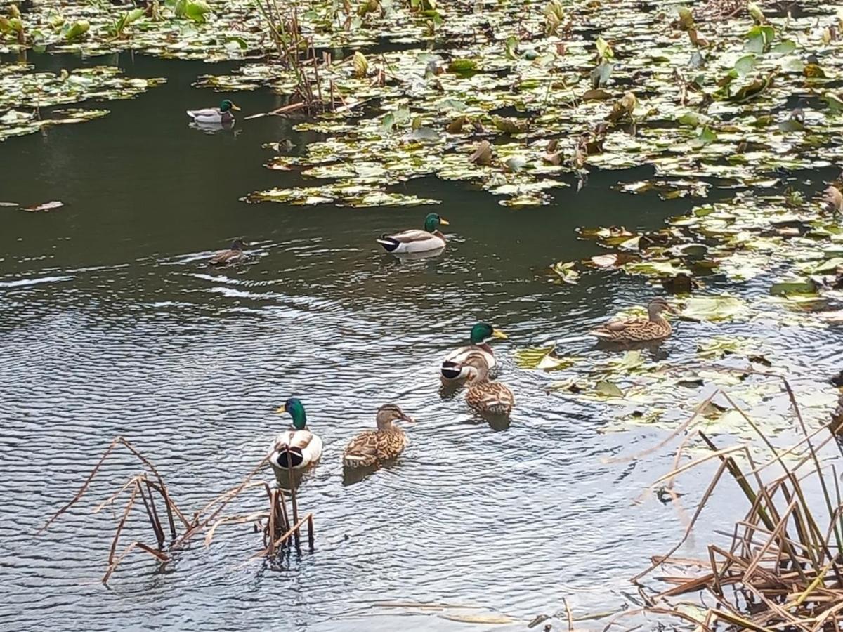 Grove View log house