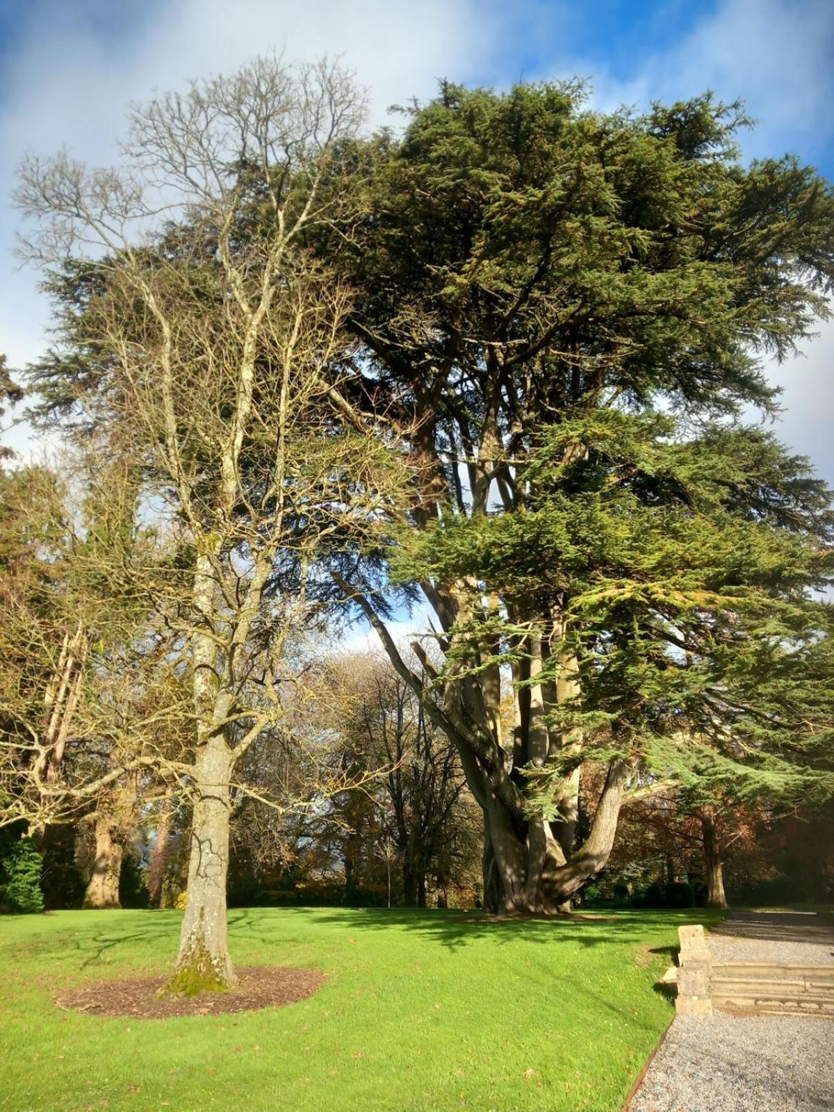 Grove View log house