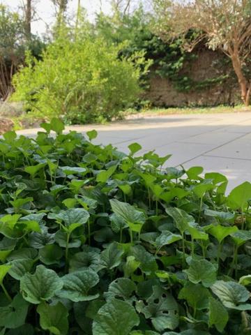 Les Rives de CAUPIAN