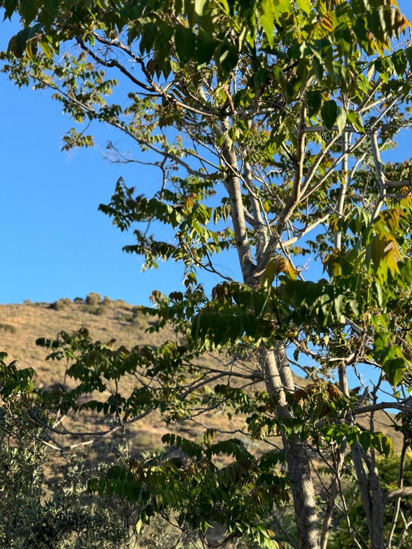 Kontos Village House