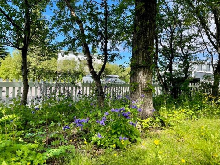 Adorable Húsavík home nearby the harbor