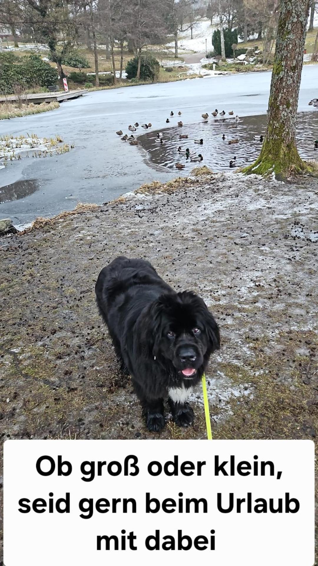 Pension Haus am Wald