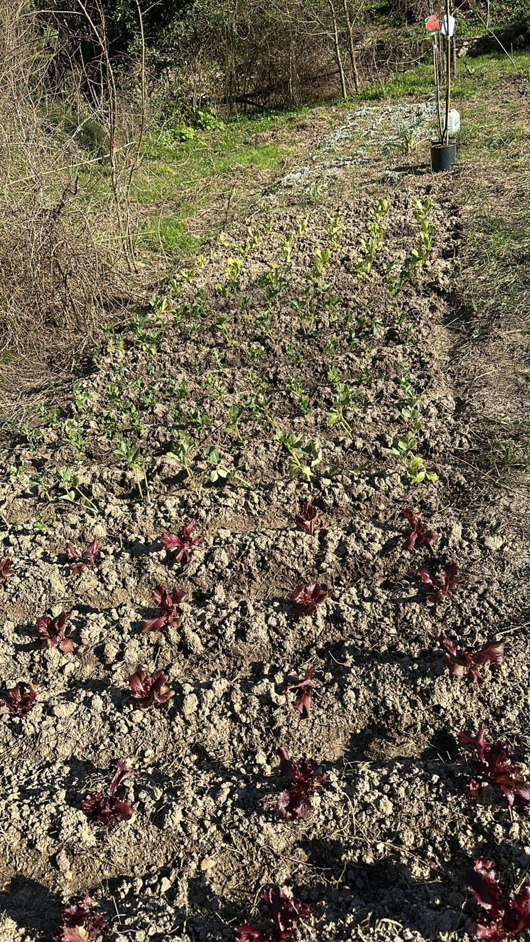 Hi Ostello Della Pace Assisi