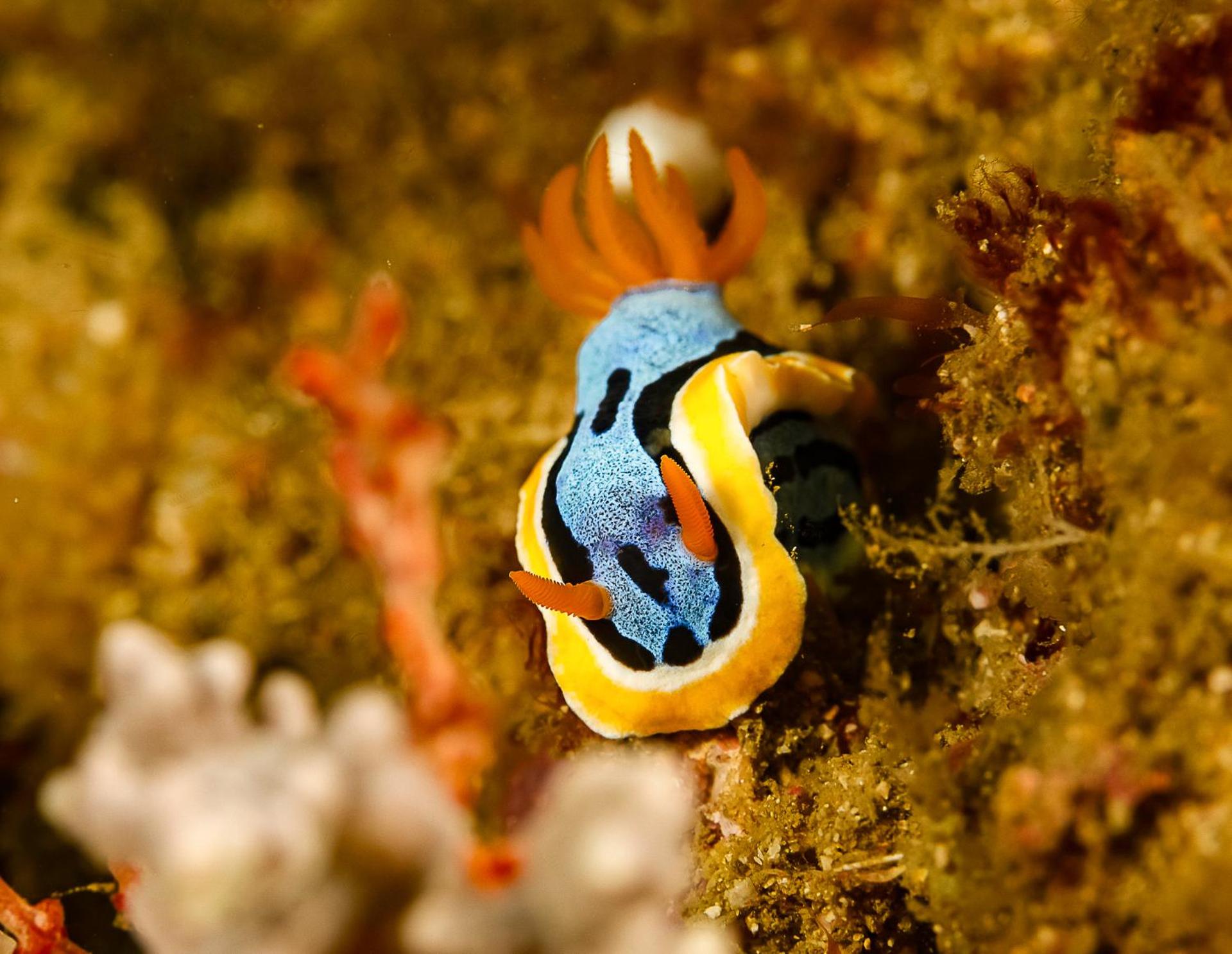 SUITE SPA PRIVATIF 66 Nord de Perpignan