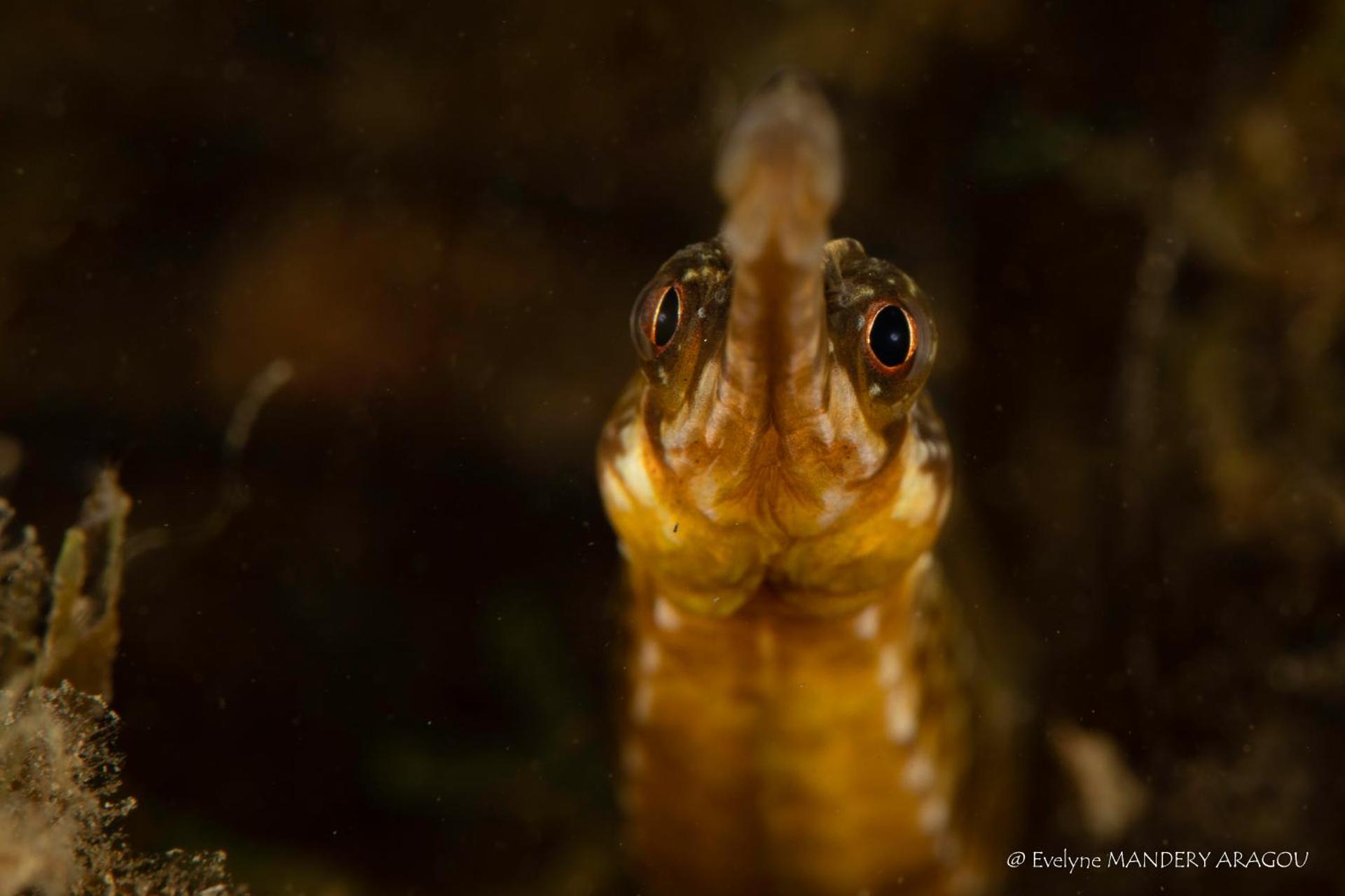 SUITE SPA PRIVATIF 66 Nord de Perpignan