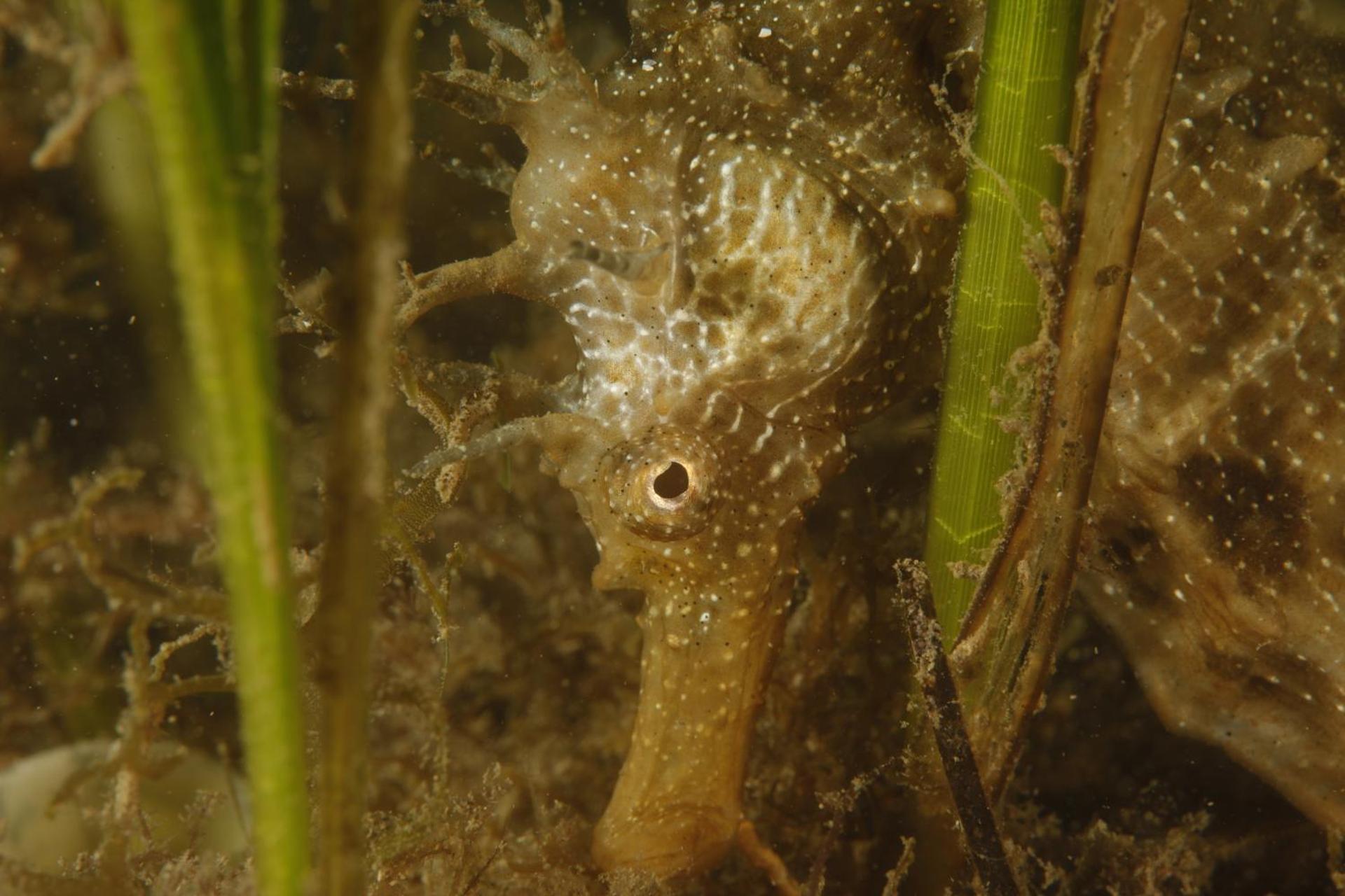 SUITE SPA PRIVATIF 66 Nord de Perpignan