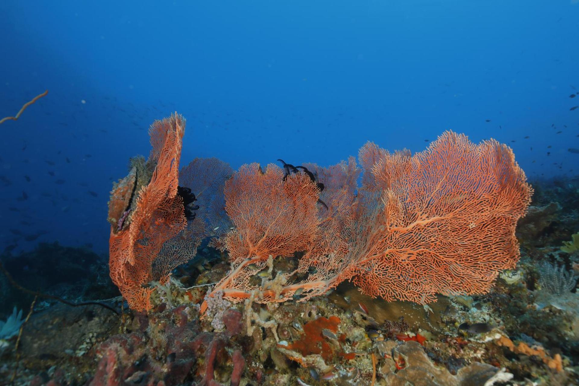 SUITE SPA PRIVATIF 66 Nord de Perpignan