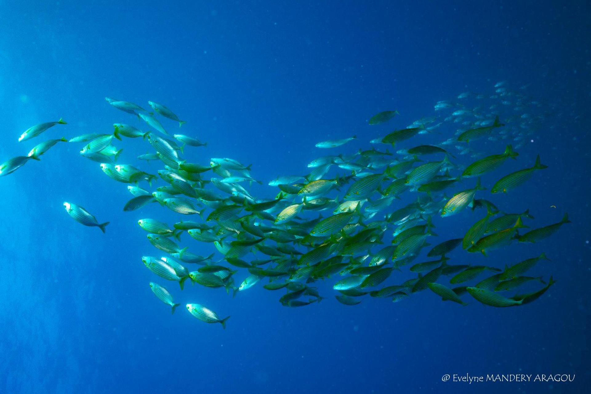 SUITE SPA PRIVATIF 66 Nord de Perpignan