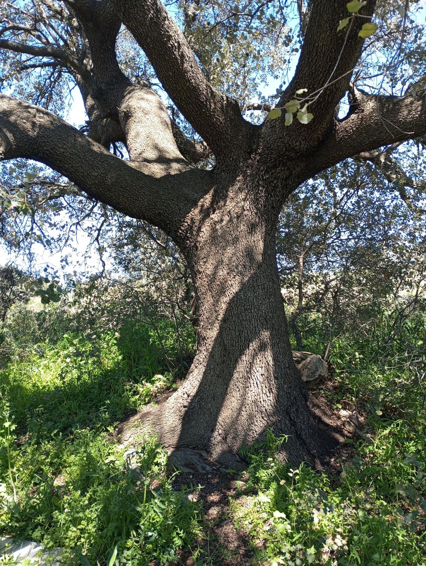 Casa La Colina Mandarina II Casa de madera