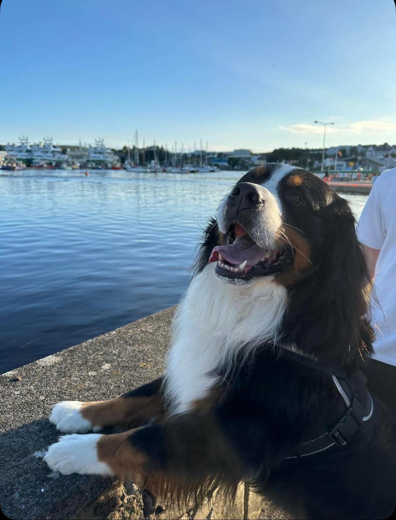 Dinnys Cottage, Free Parking, Bike Hire