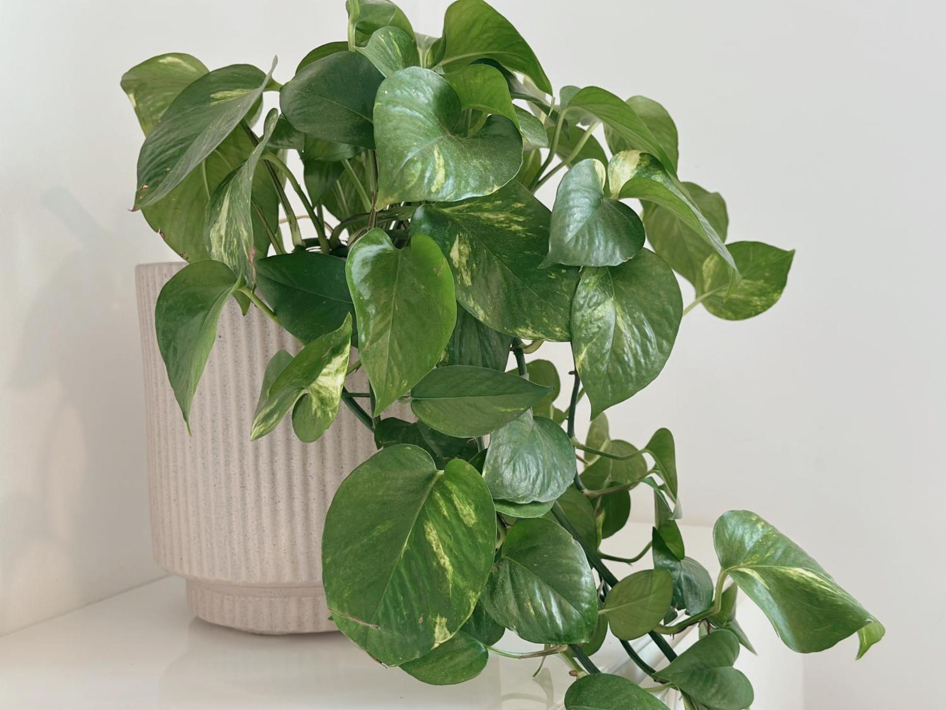 Ático con Vistas al Mar a un Paso del Centro