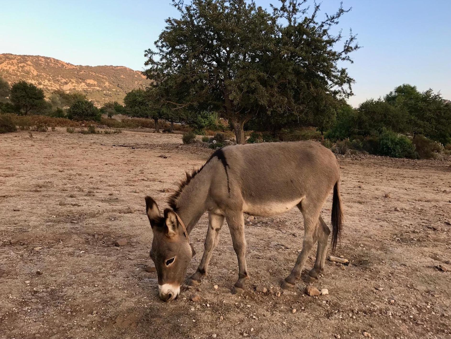 Il Giglio Affittacamere