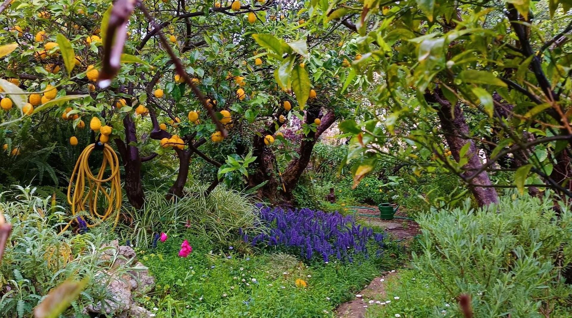 Olive Lemon Biophilic House & Lush Forest Garden