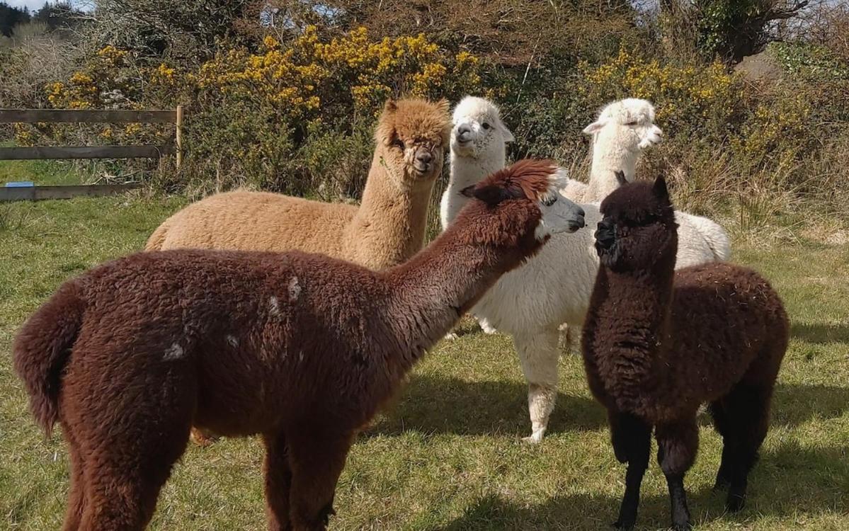 Peaceful tranquil Alpaca Farm