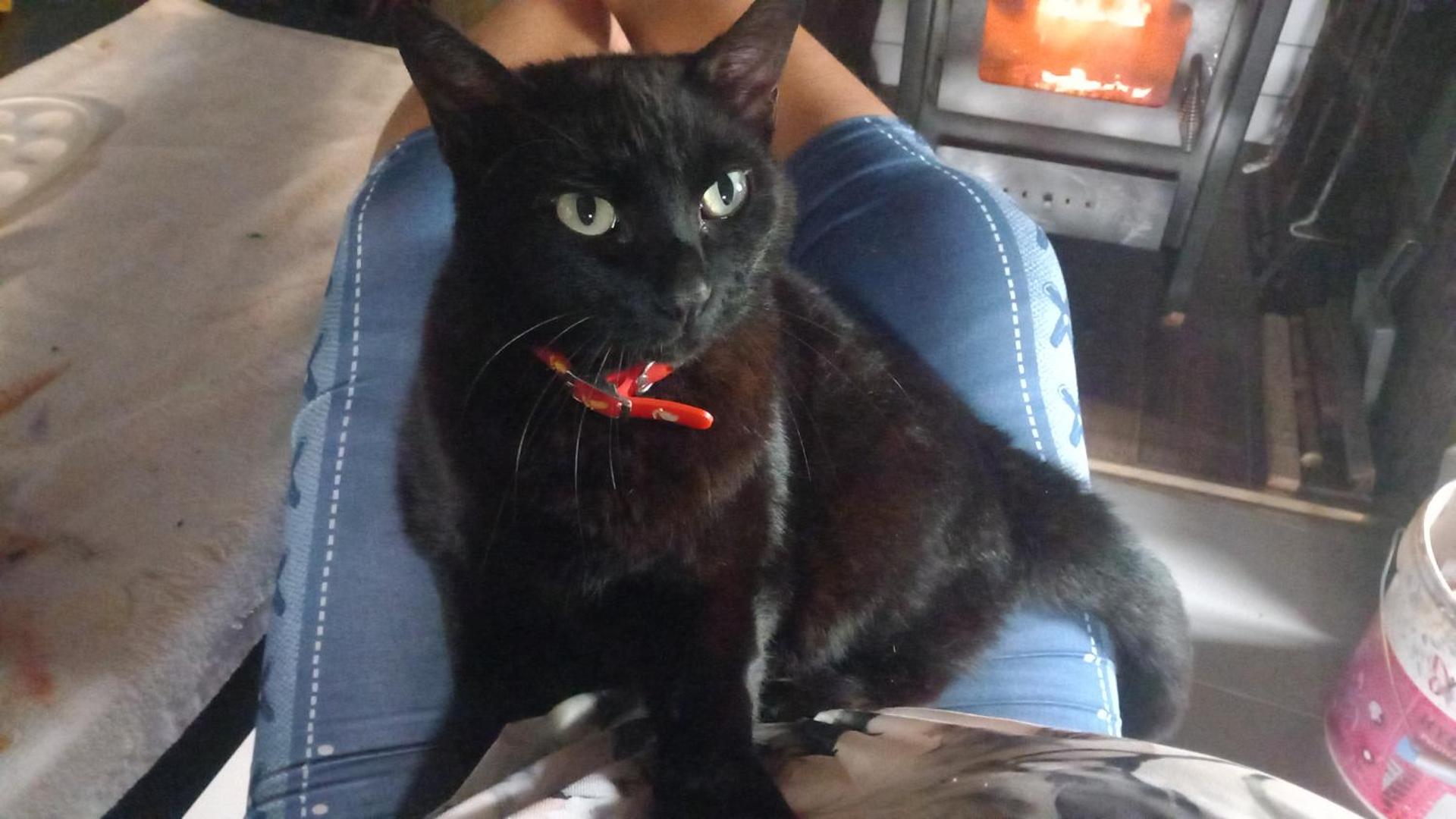 Família 12-Casa Amazonia PT