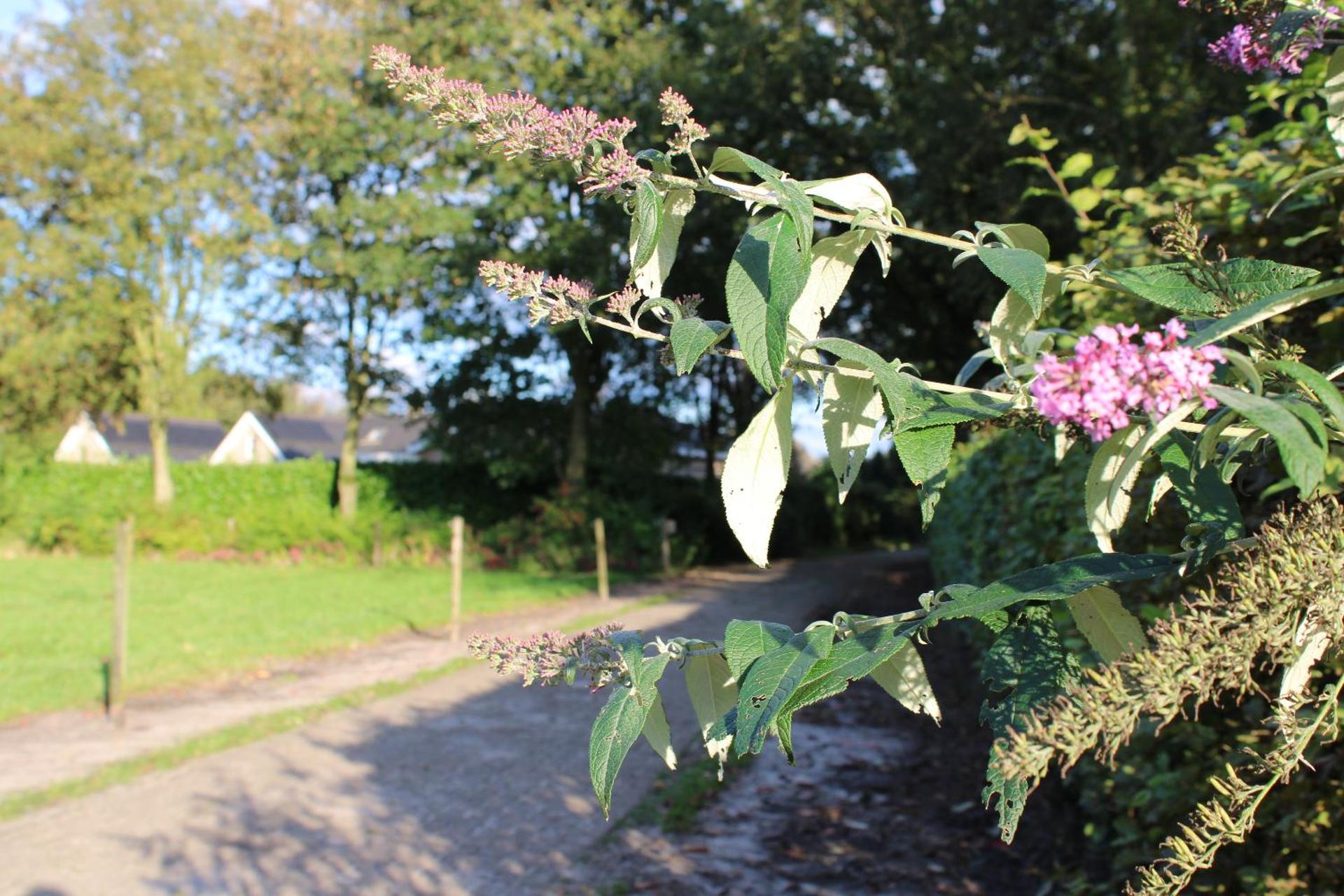 Natuurhuisje 't Hoogbos - Bosrand