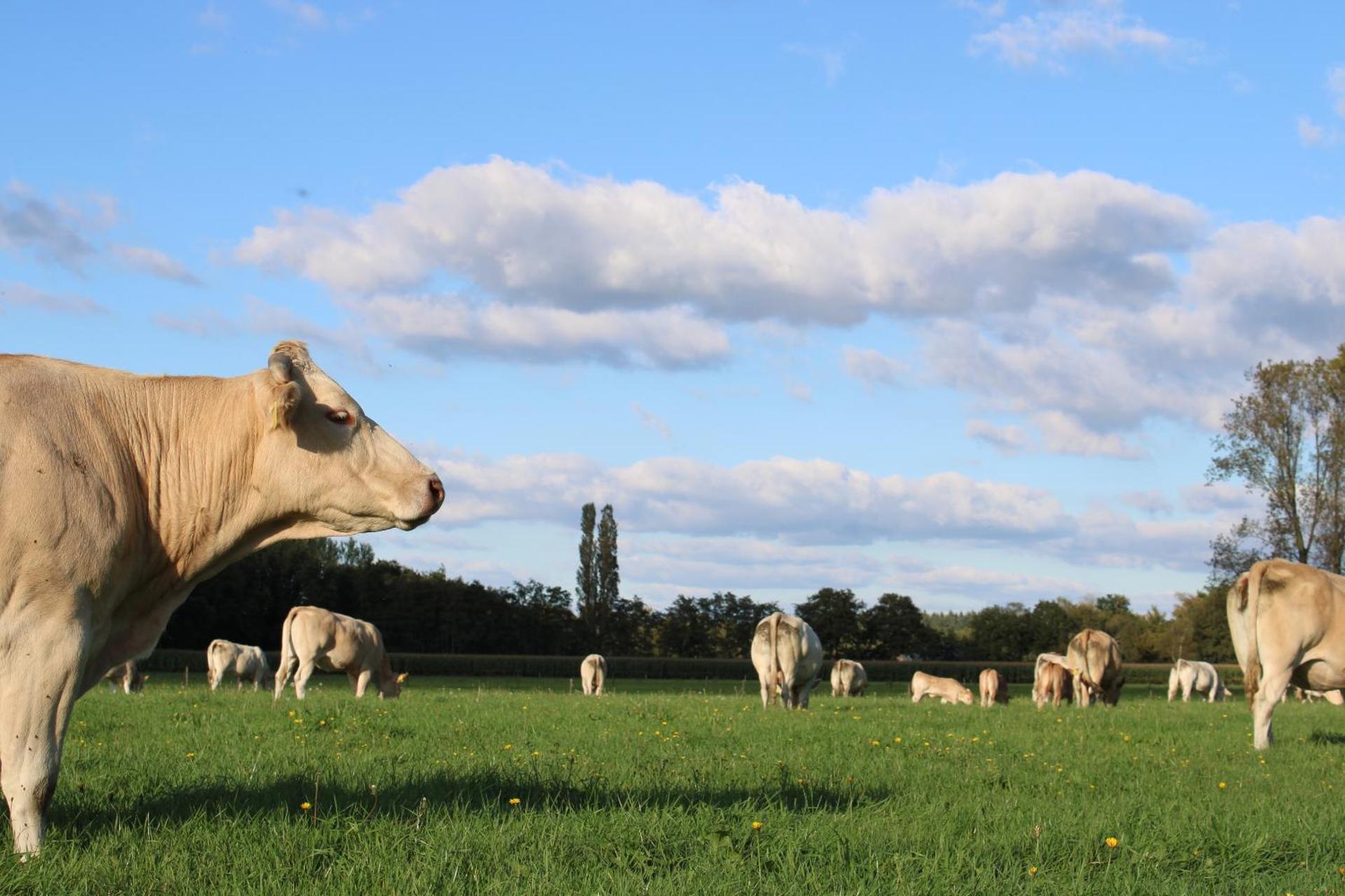 Natuurhuisje 't Hoogbos - Weidezicht