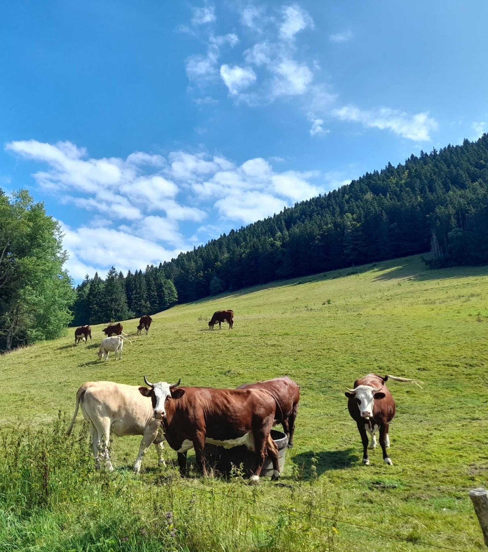 Duplex 59m2 - proche centre - balcon plein sud