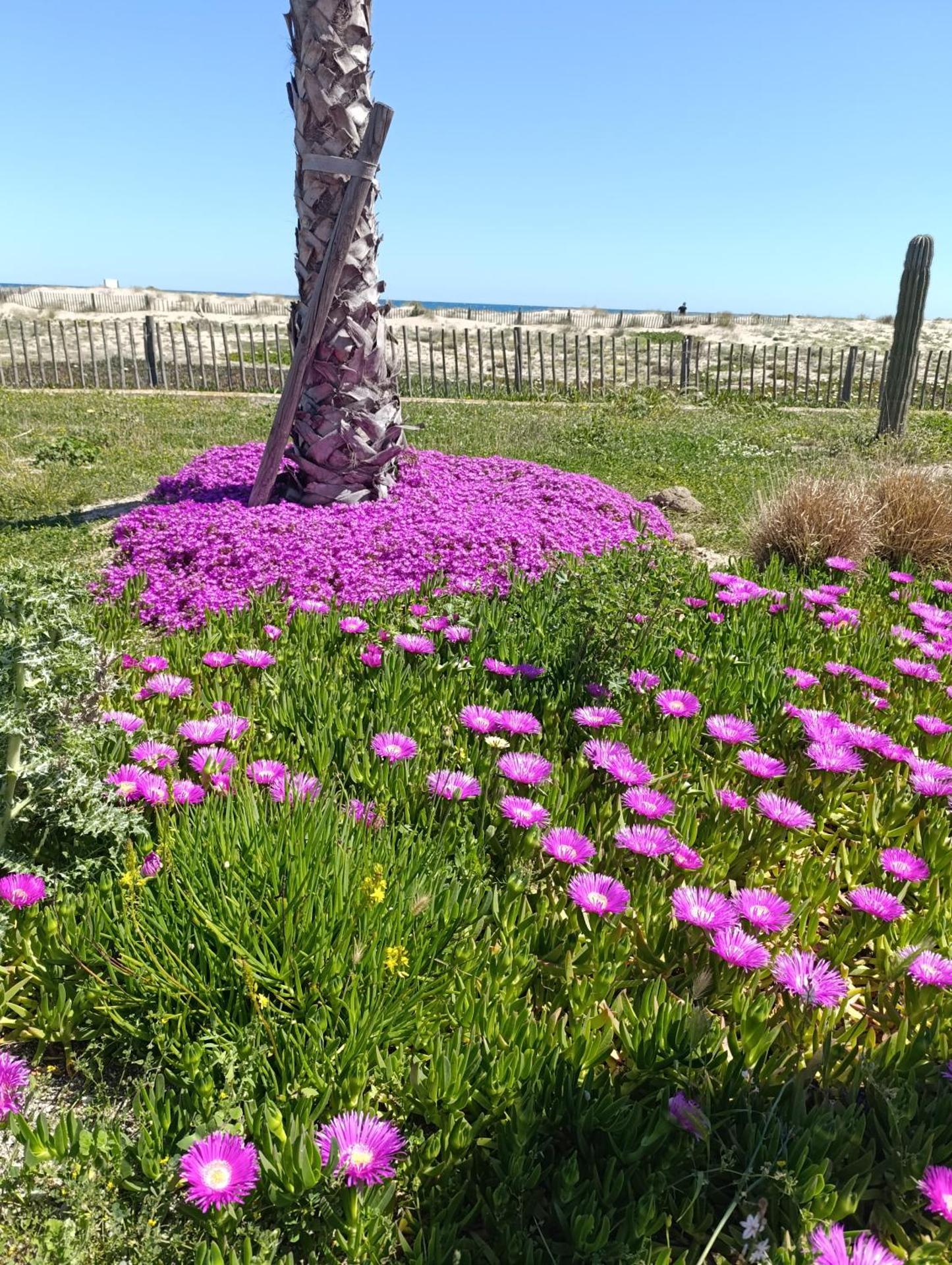 T2 vue mer Palm Beach