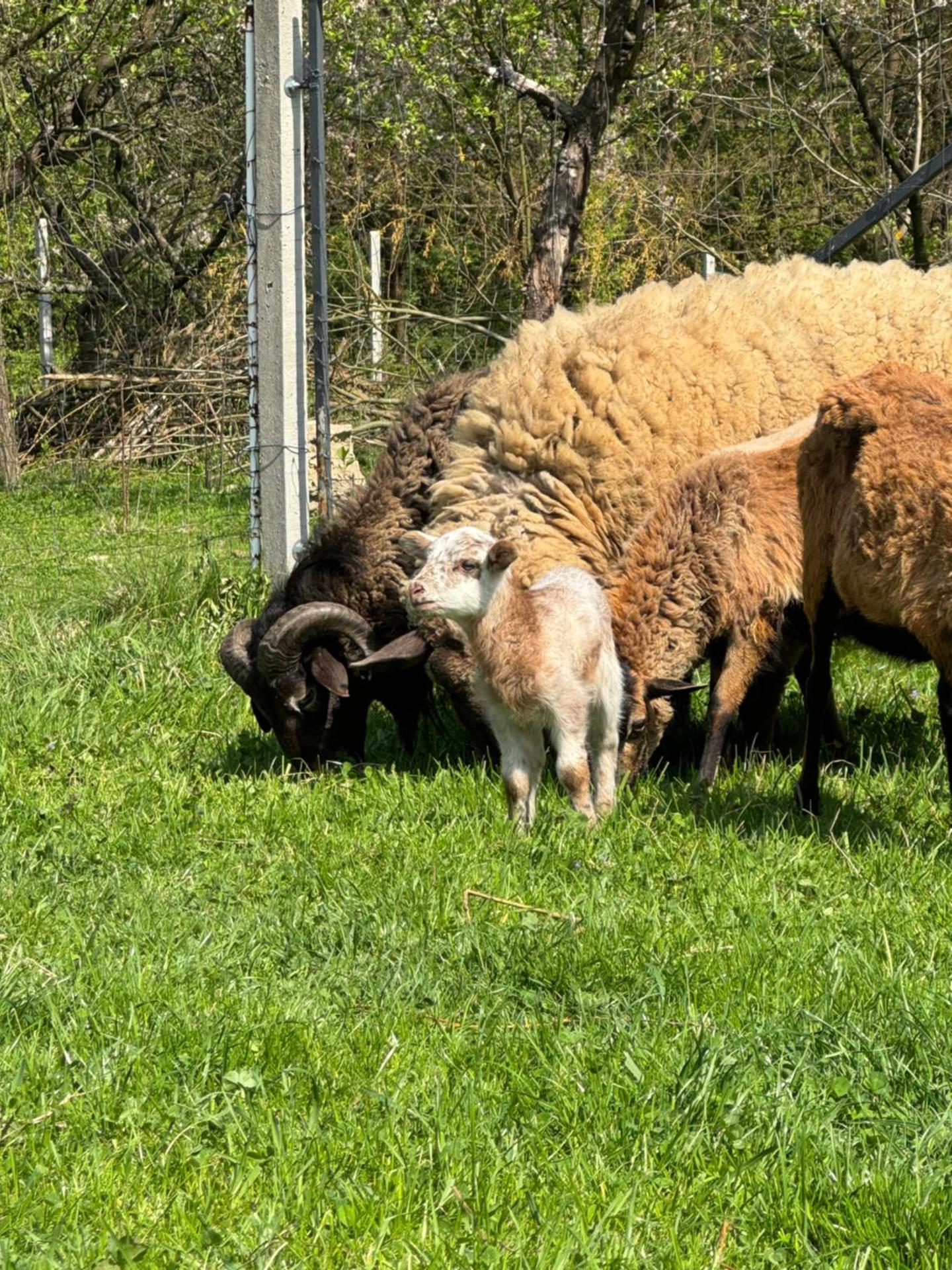 Agroturystyka u Babci