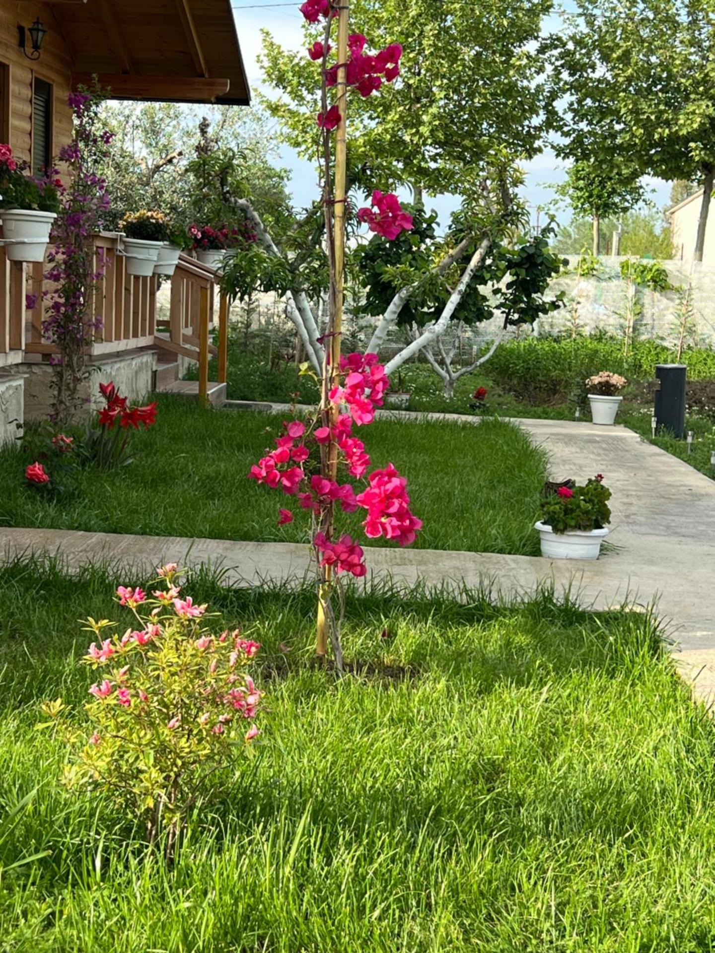 Guest House Dimal Berat