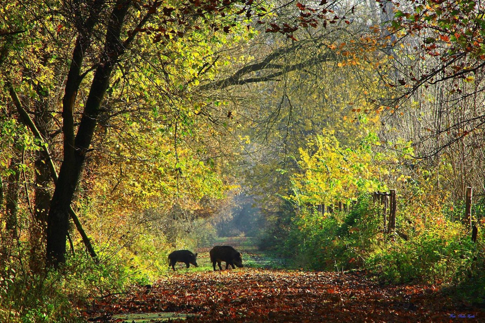 Belvárosi Luxus Apartman