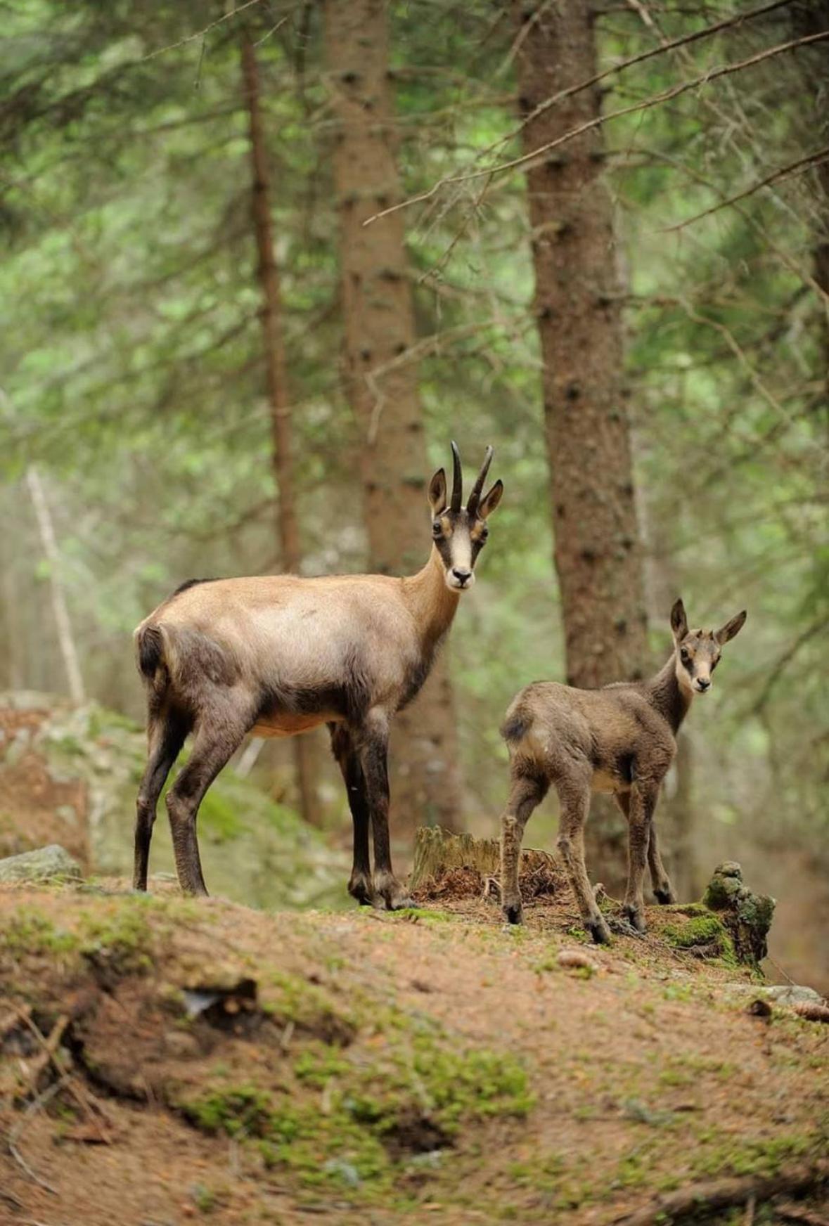 Elegance Mountain Edolo Ponte di Legno