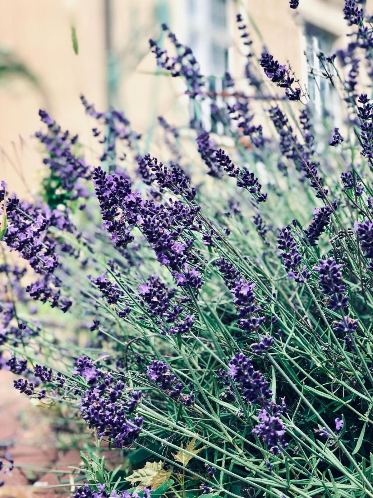 #Bauernhofvilla nur für Frauen