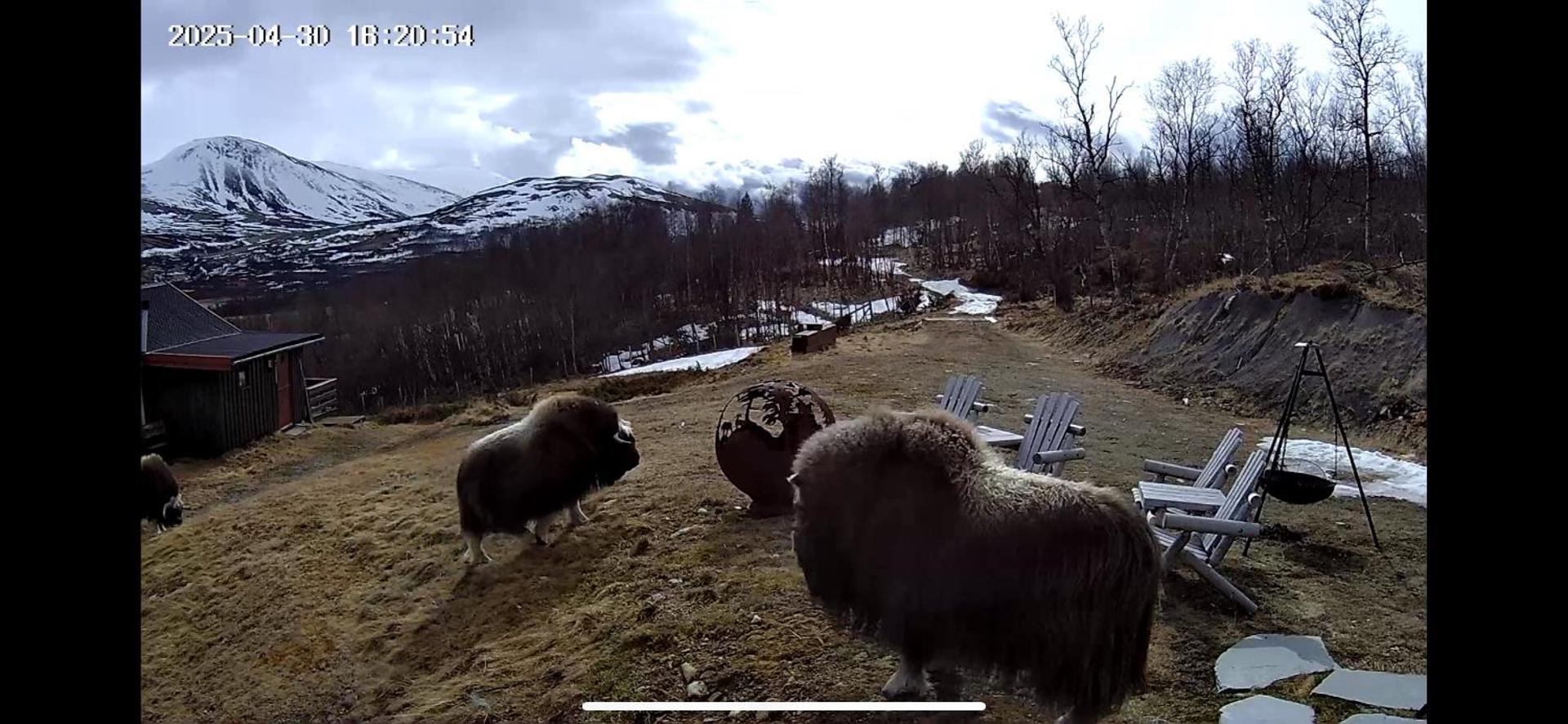 Koselig hytte med uthus på vakre Dovrefjell