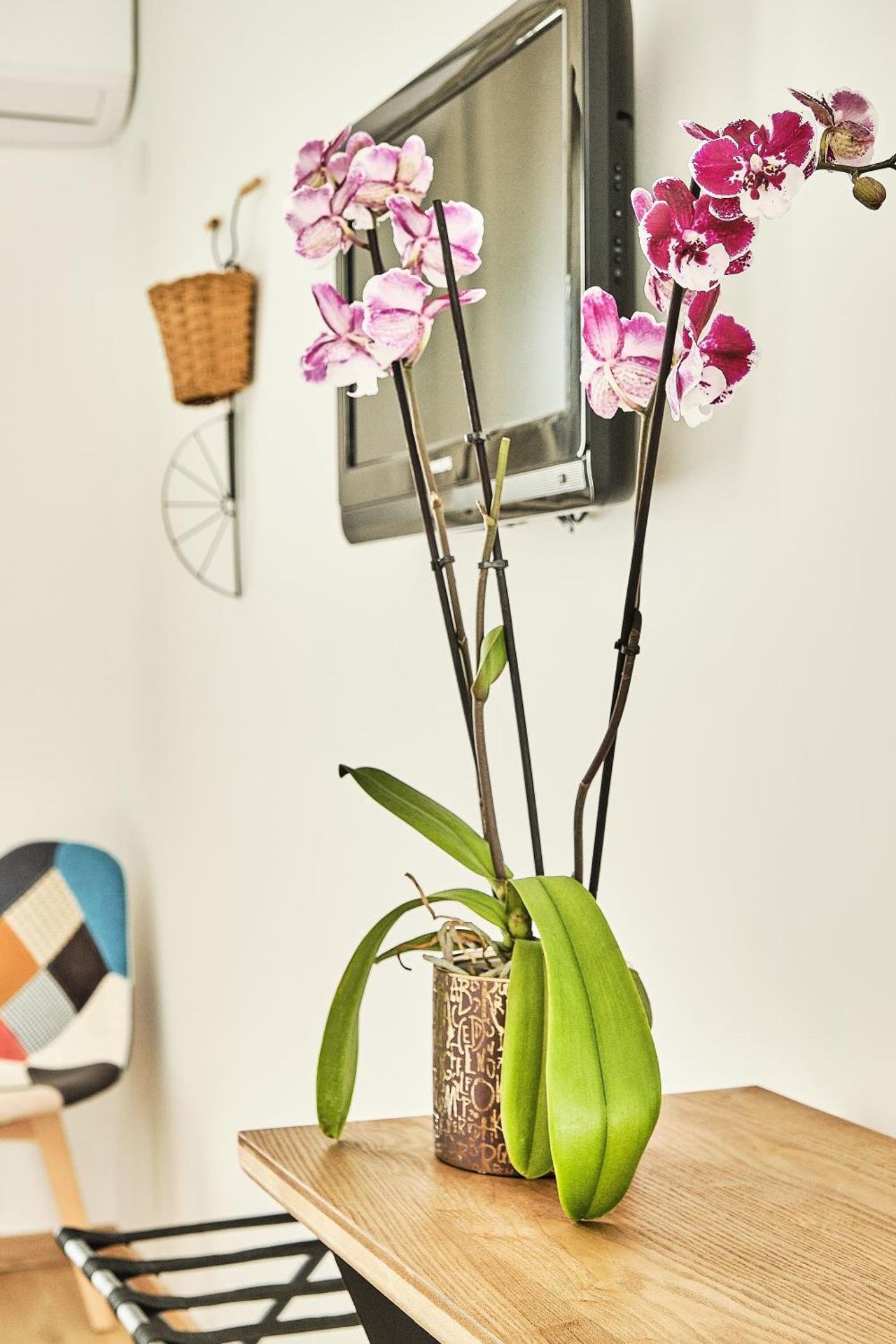 Artemia Aigues-Mortes - Hôtel avec piscine - Bornes électriques - Parking privé - Local vélo-moto