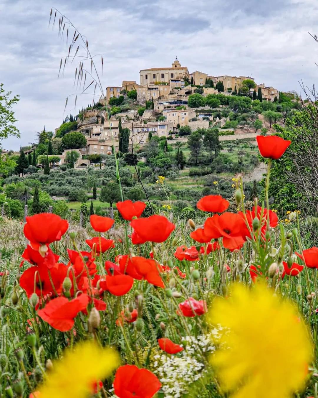Le jardin des oliviers
