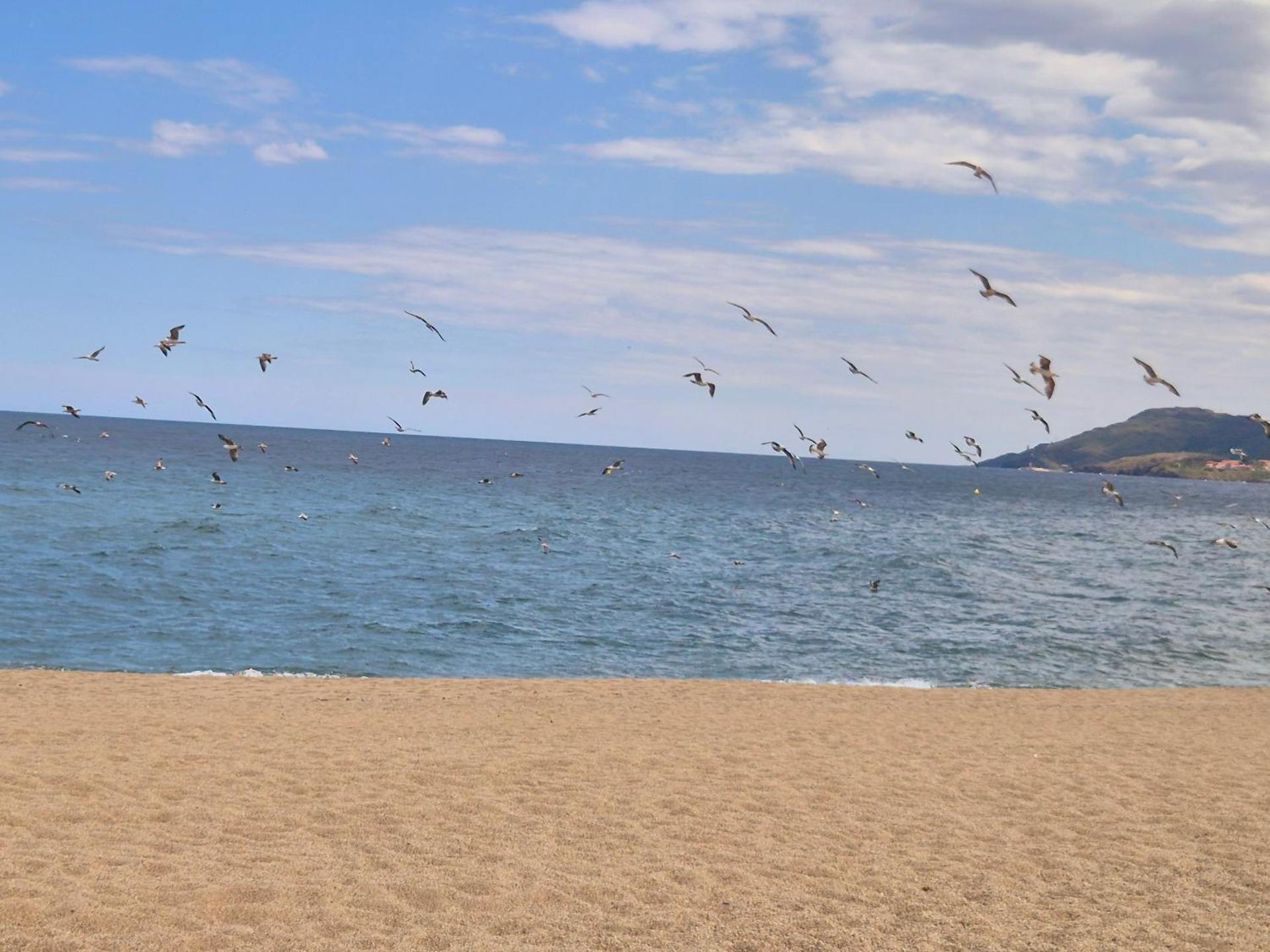 Le Pré Catalan - Piscine en saison - En bord de mer - Accès animations - Commerce -Plage