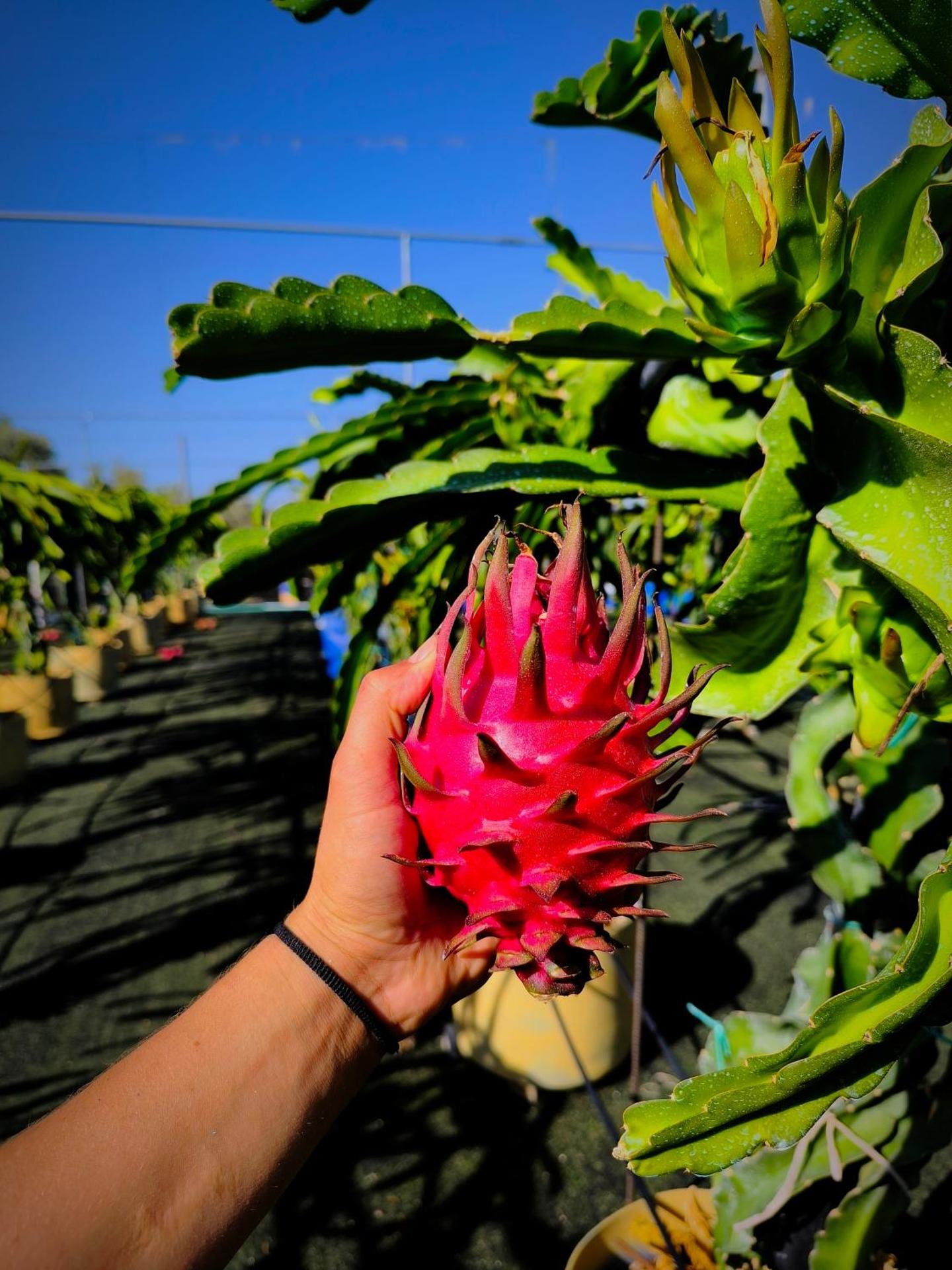 Villa Koulouridi Agritourism