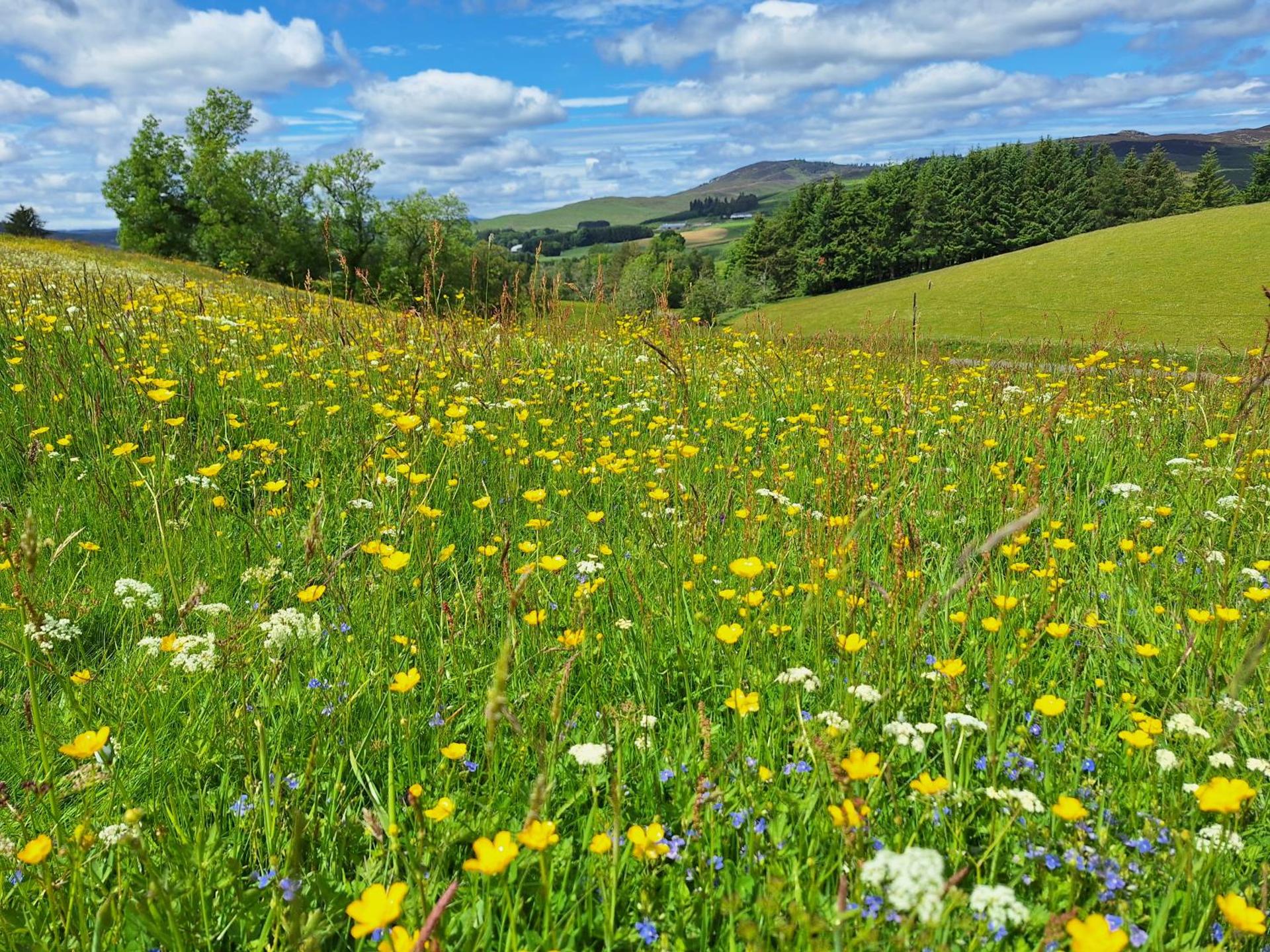 Glenshee Glamping