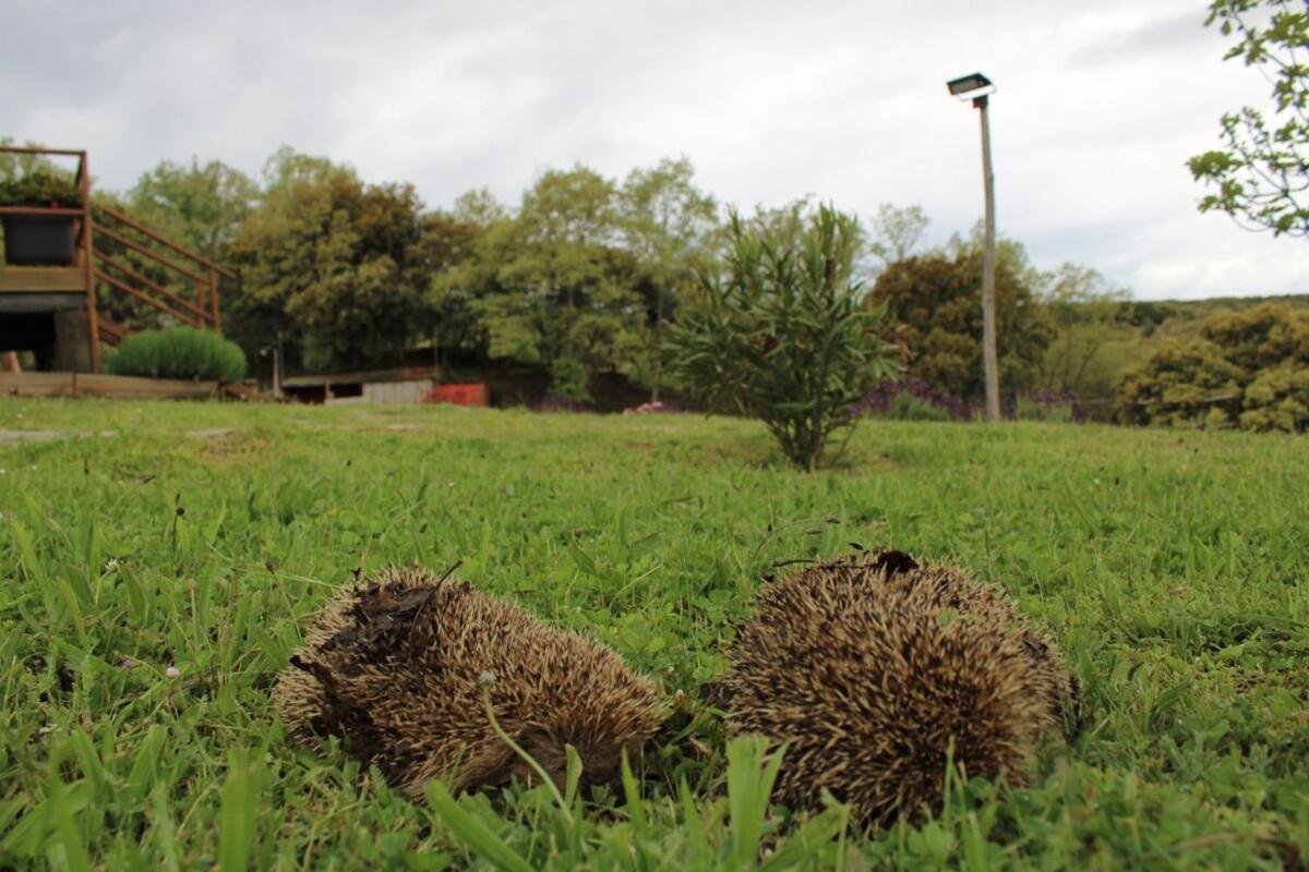 Quinta da Devesa -B2