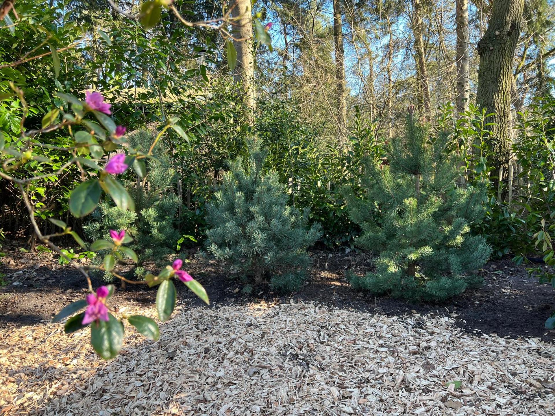 Forest Bungalow 1 - Hottub - Nature - Relax