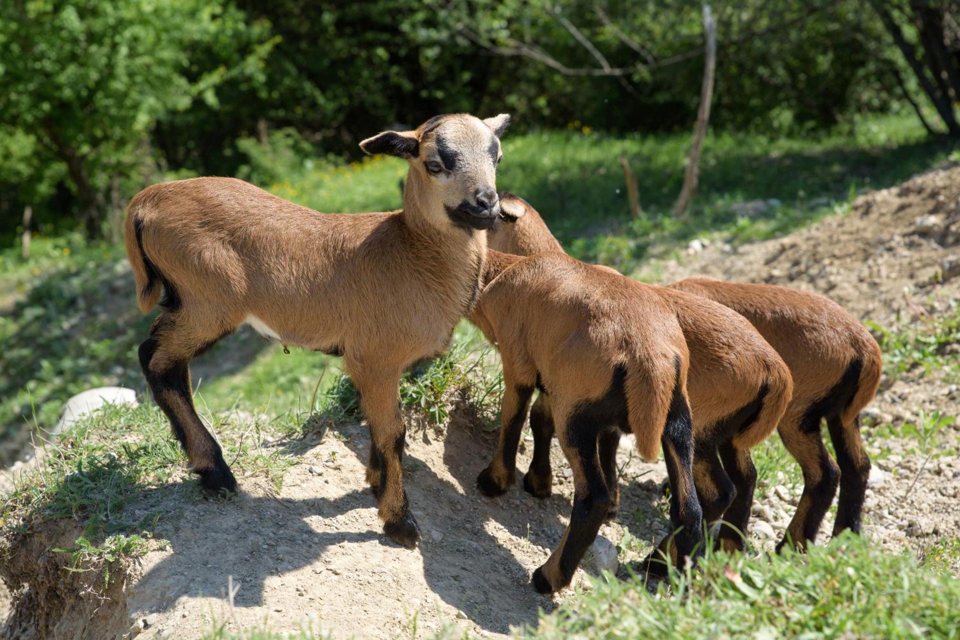 Appartement Haus Drobollach