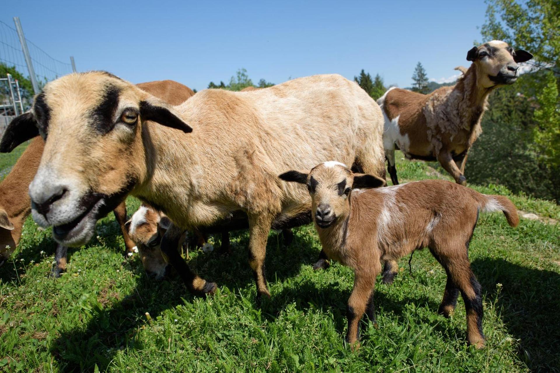 Appartement Haus Drobollach