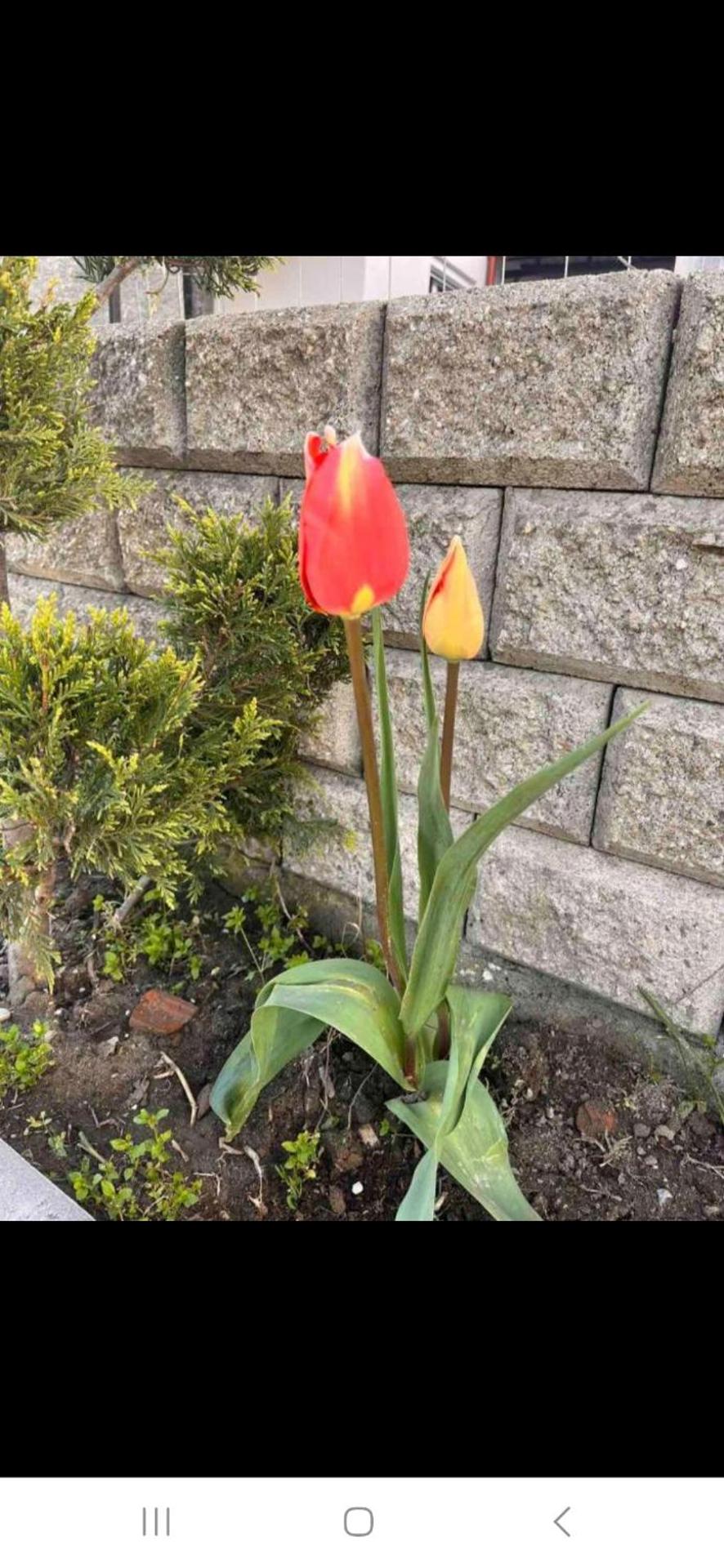 Christina Apartments