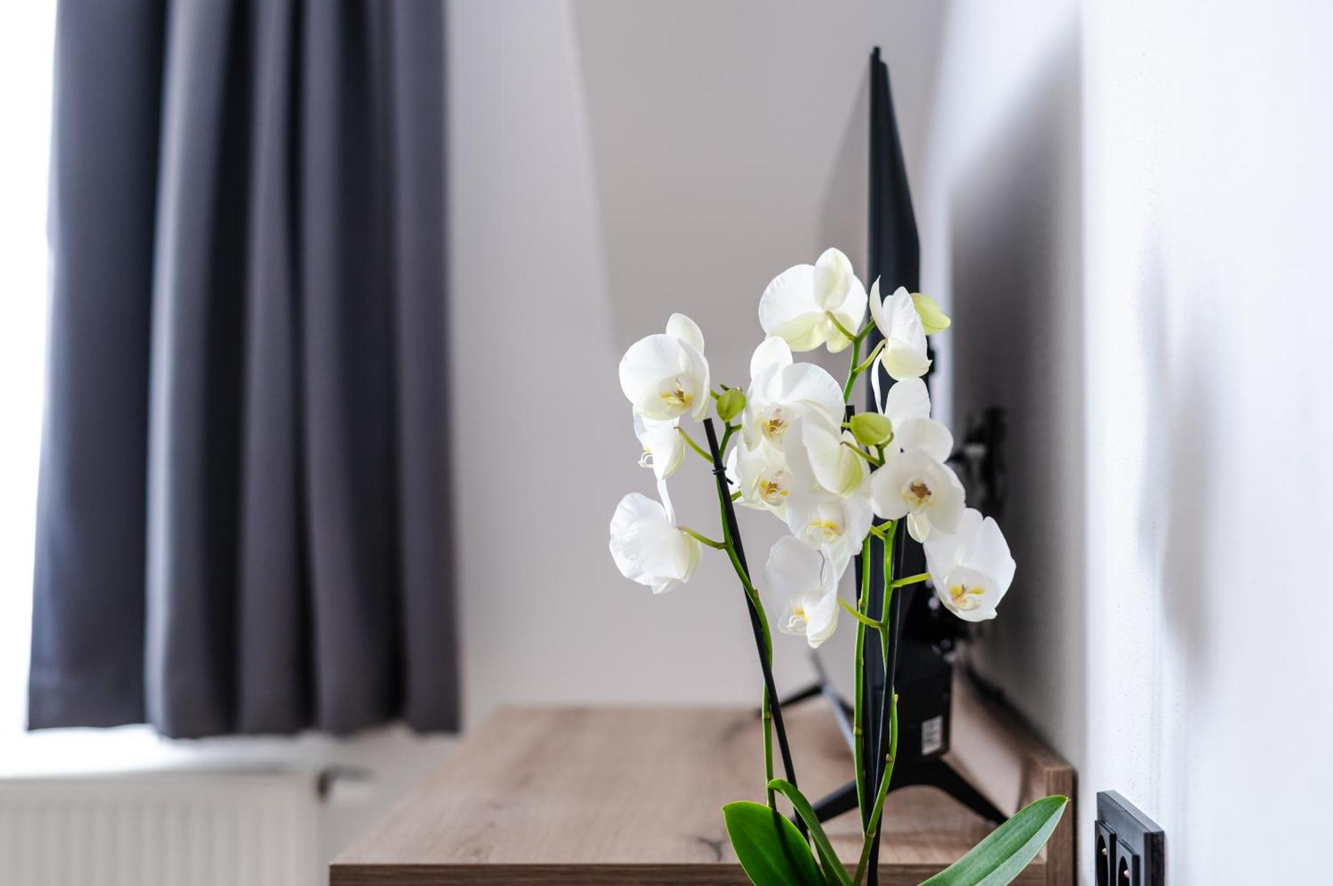 No 28 Rooms & Apartments