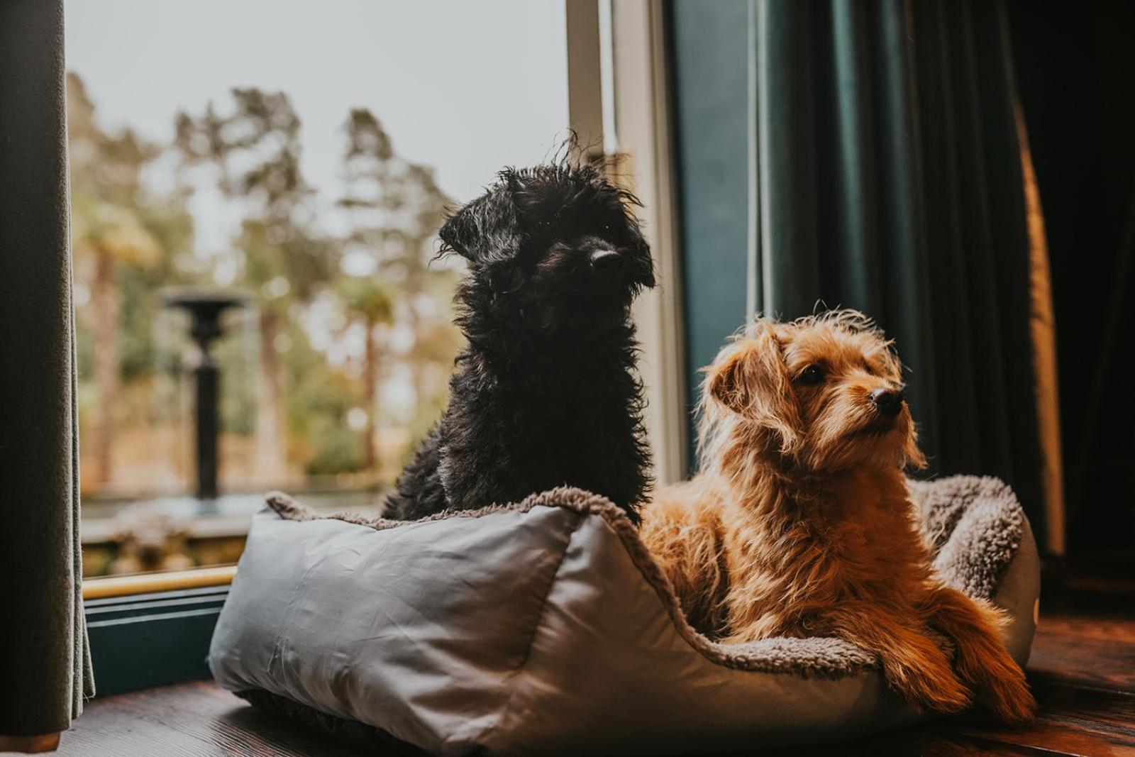 Le Petit Chateau & William de Percy